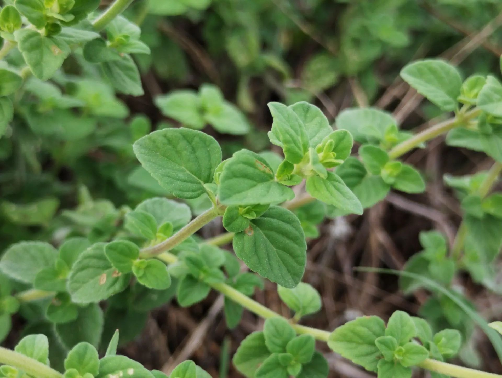 img/clinopodium-nepeta-spruneri-3.webp