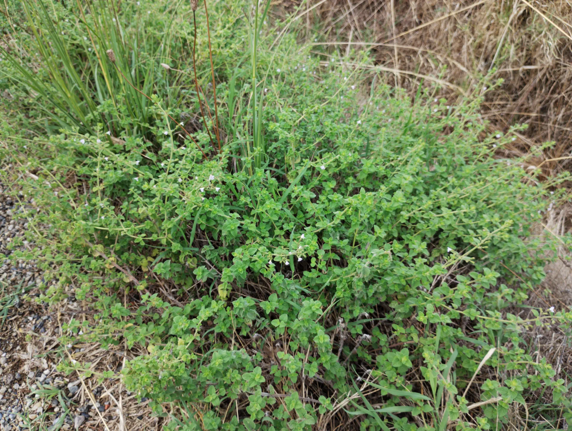 img/clinopodium-nepeta-spruneri-4.webp