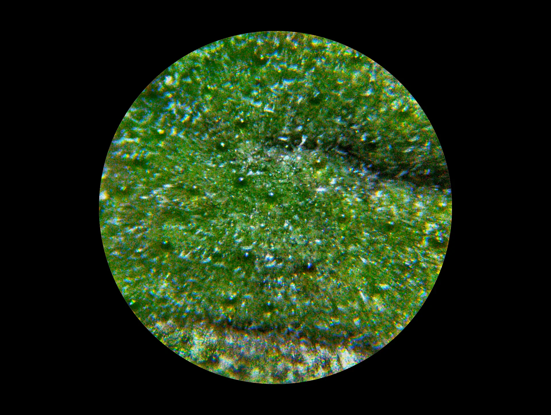 img/clinopodium-nepeta-spruneri-5.webp