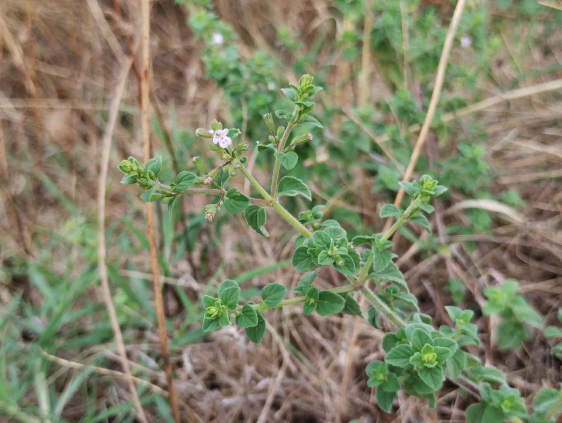 img/clinopodium-nepeta-spruneri.webp