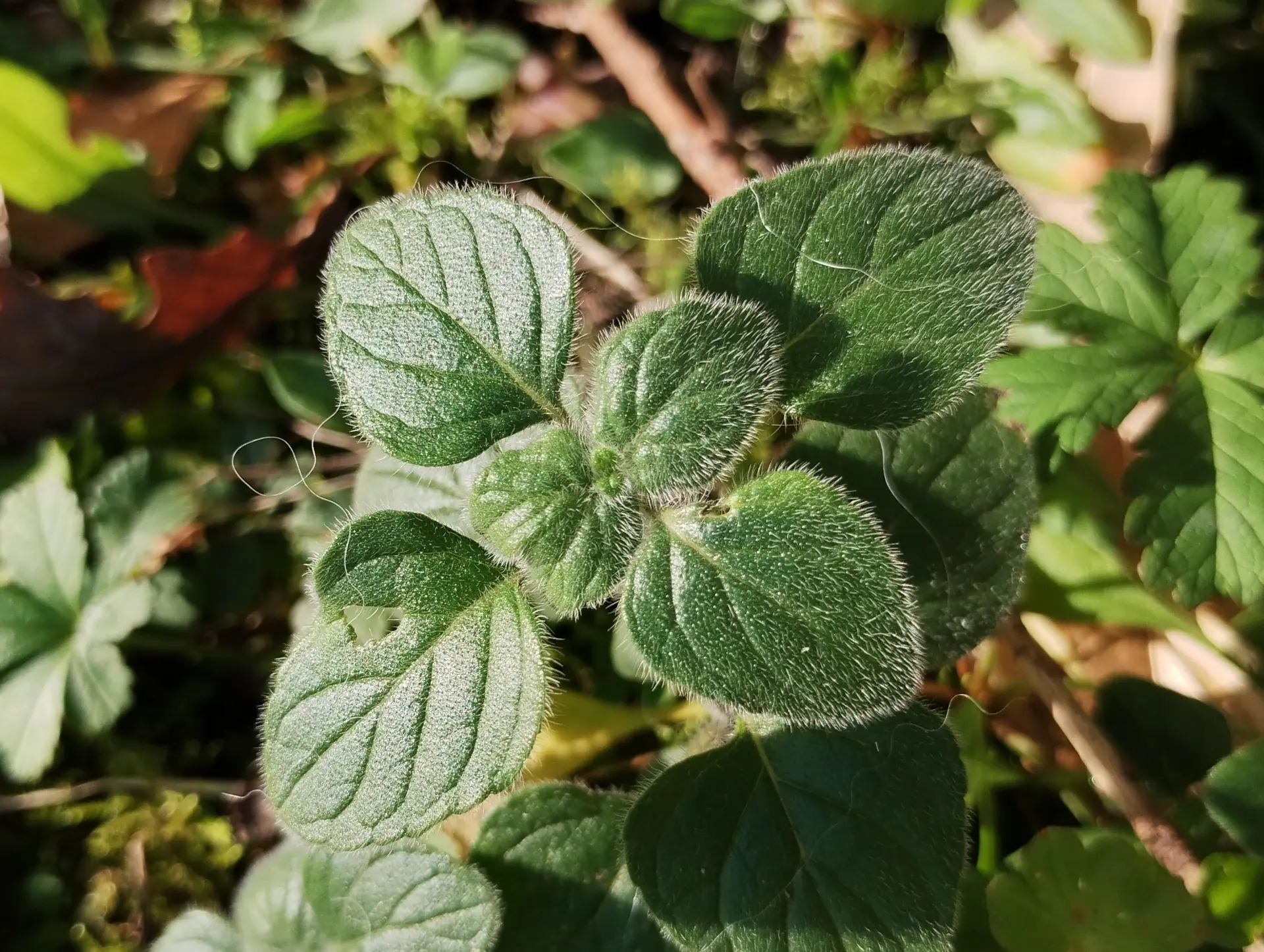 img/clinopodium-nepeta-2.webp