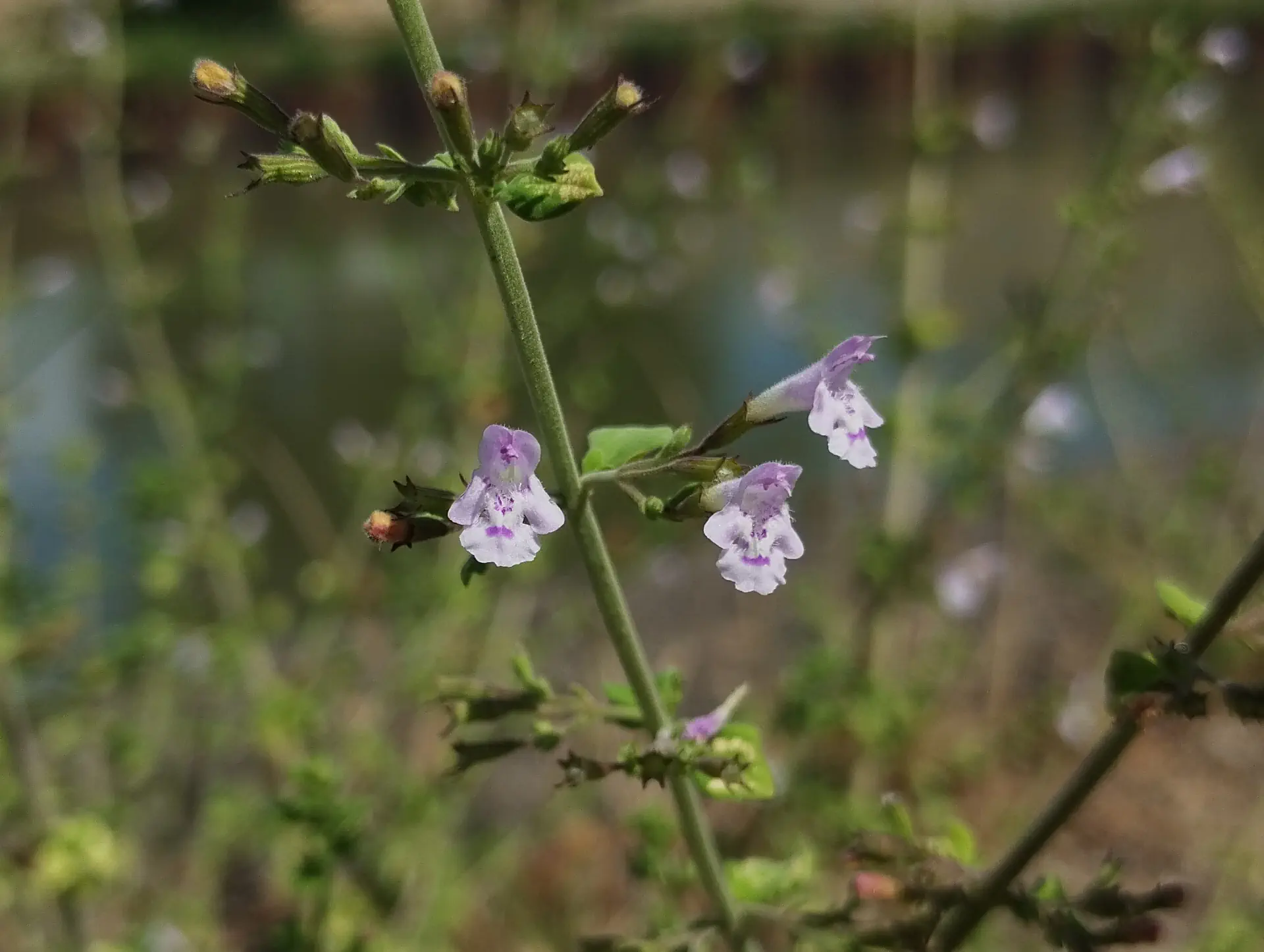 img/clinopodium-nepeta-3.webp