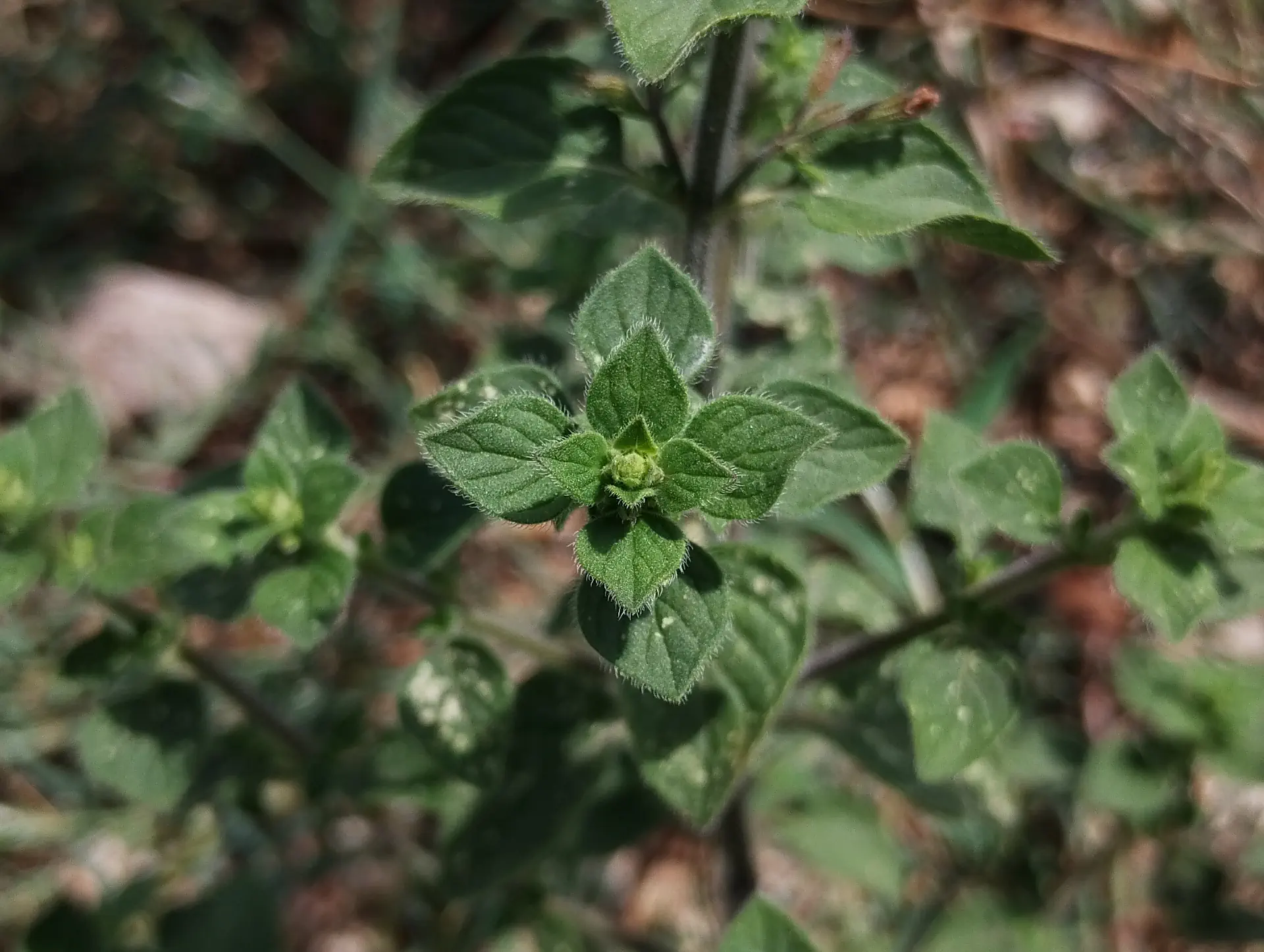 img/clinopodium-nepeta-4.webp