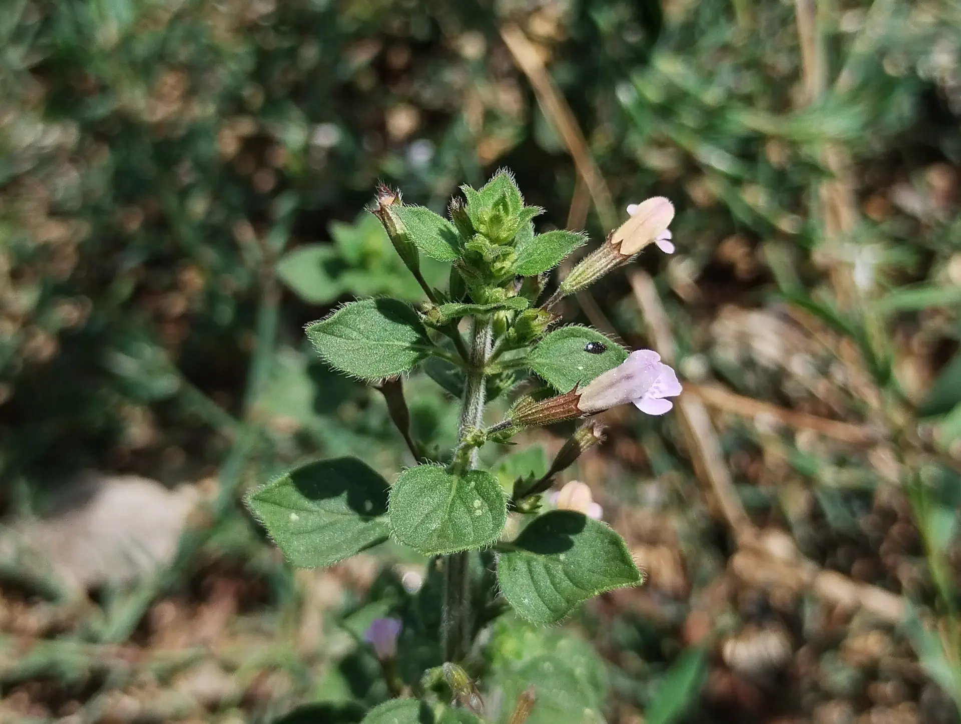 img/clinopodium-nepeta-5.webp