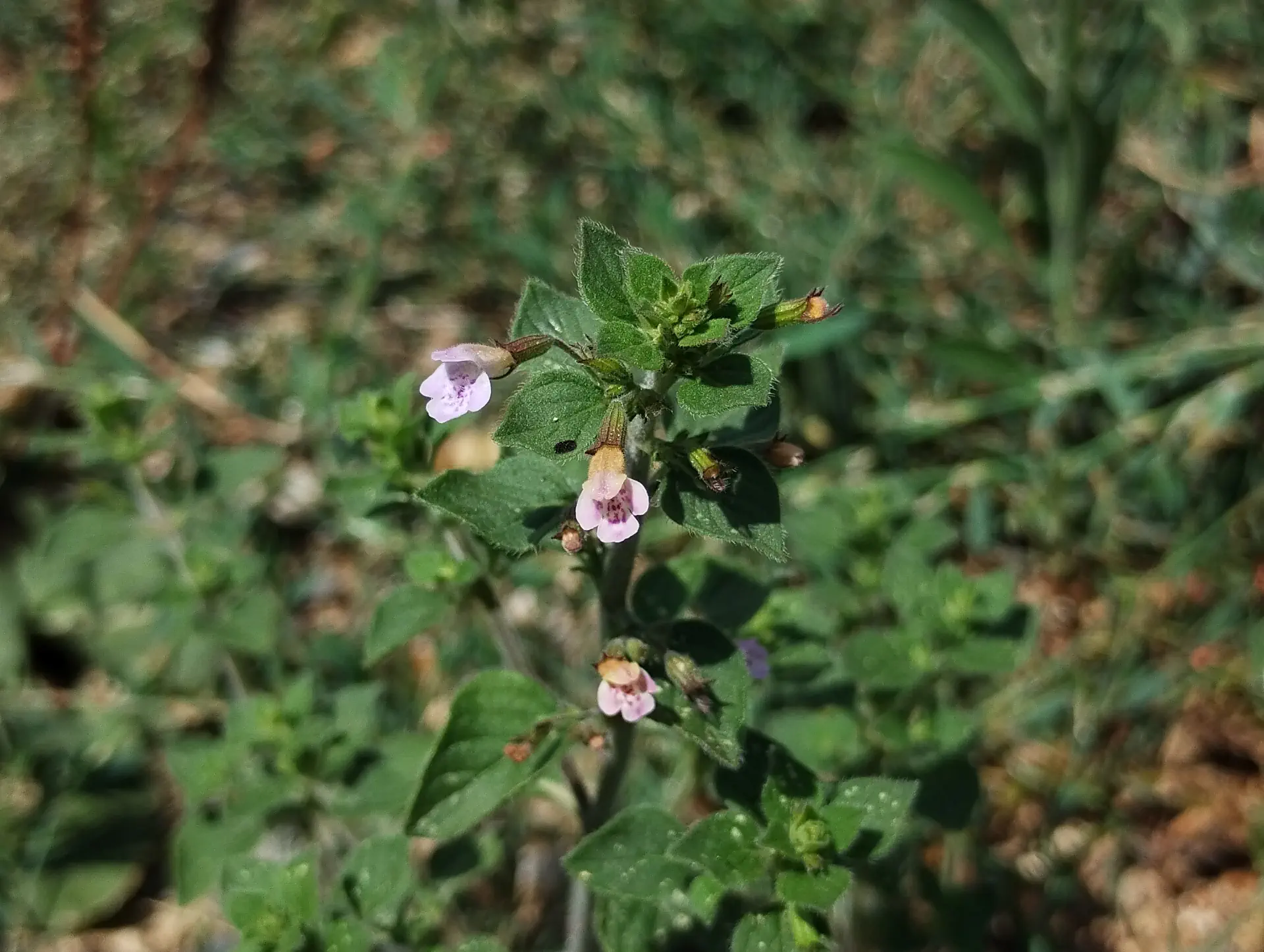 img/clinopodium-nepeta-6.webp