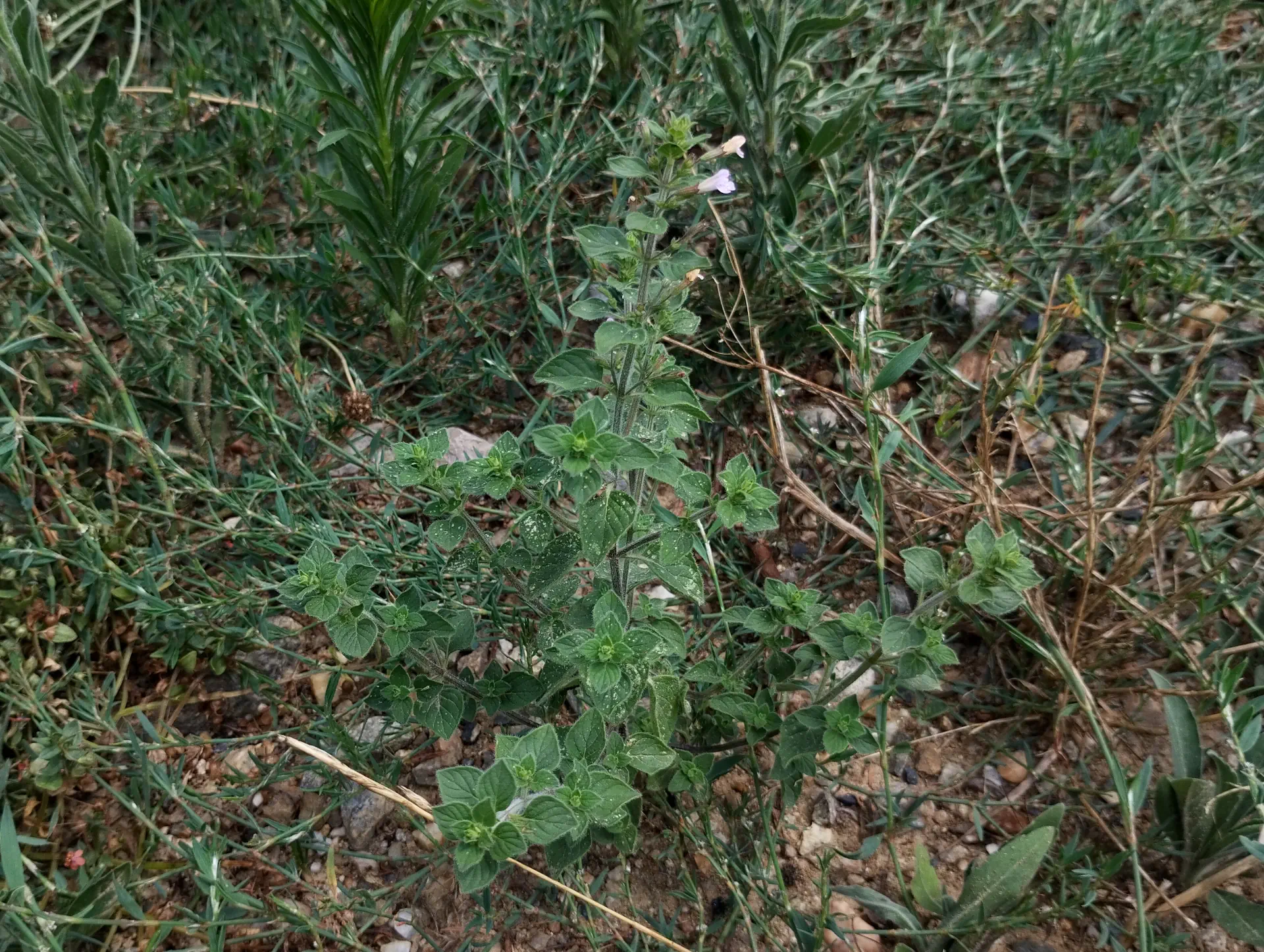 img/clinopodium-nepeta-7.webp