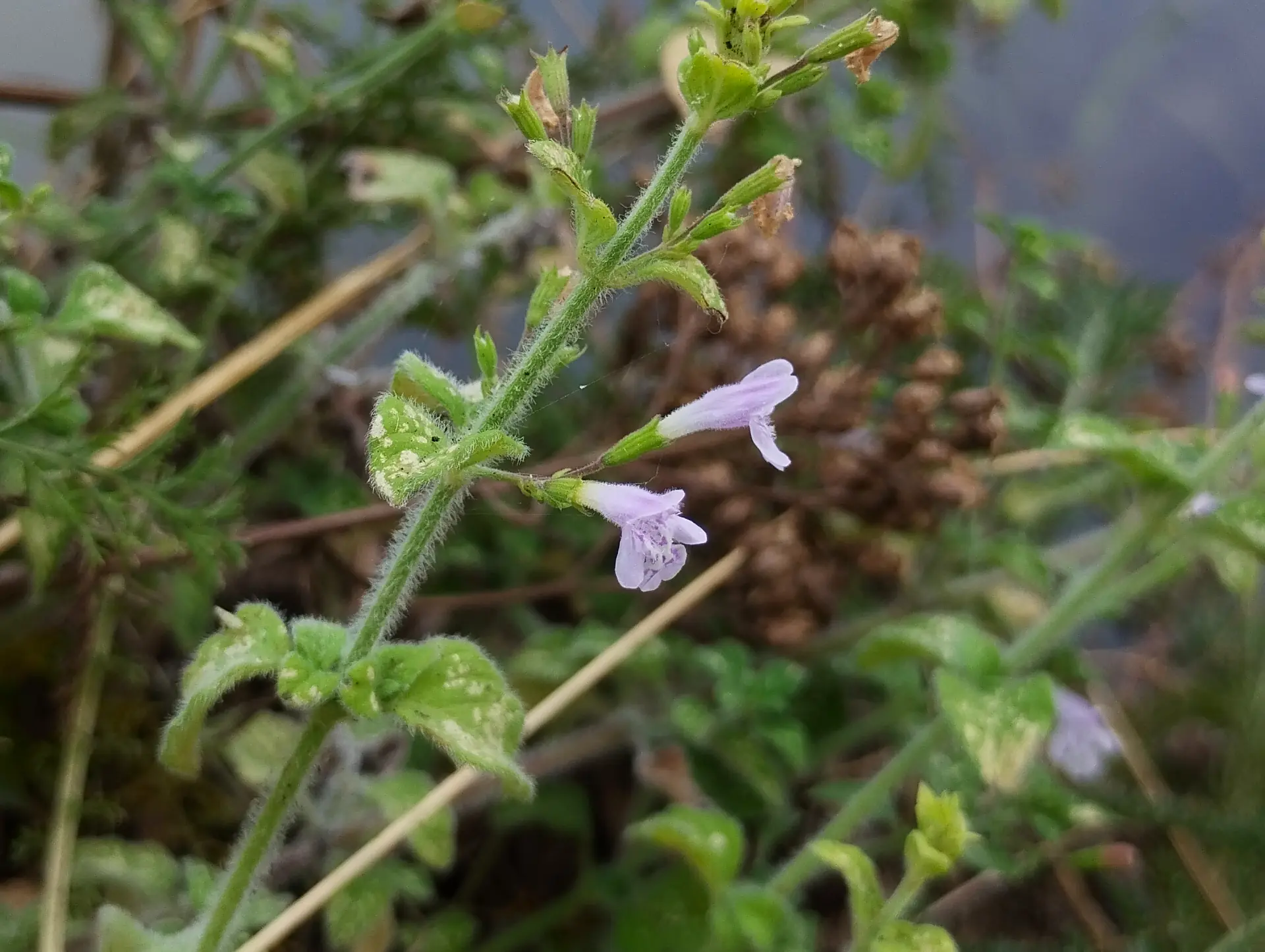 img/clinopodium-nepeta.webp