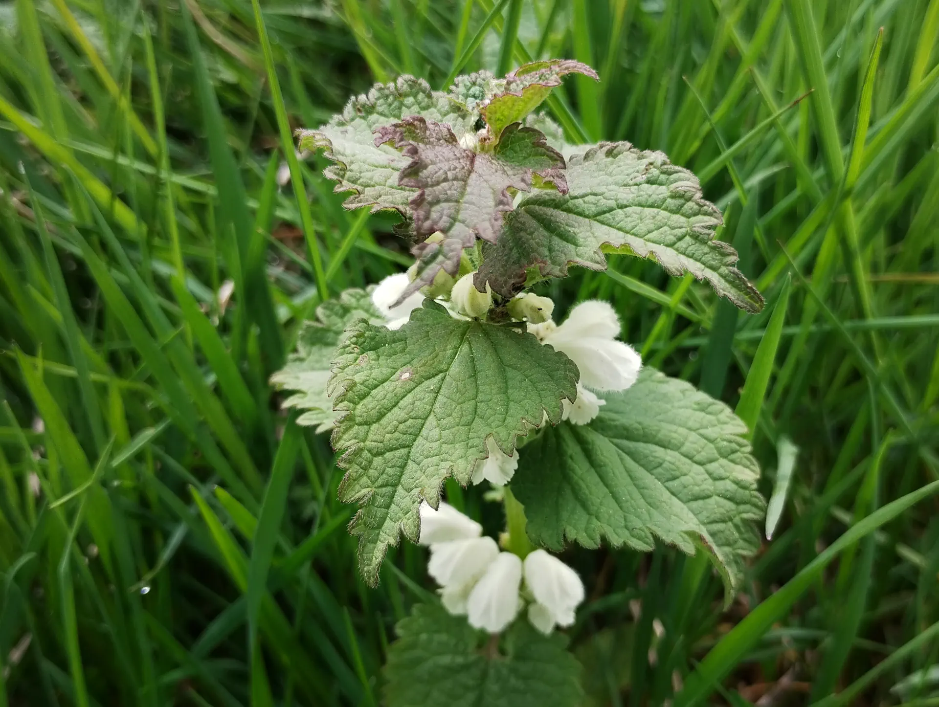 img/lamium-album-2.webp
