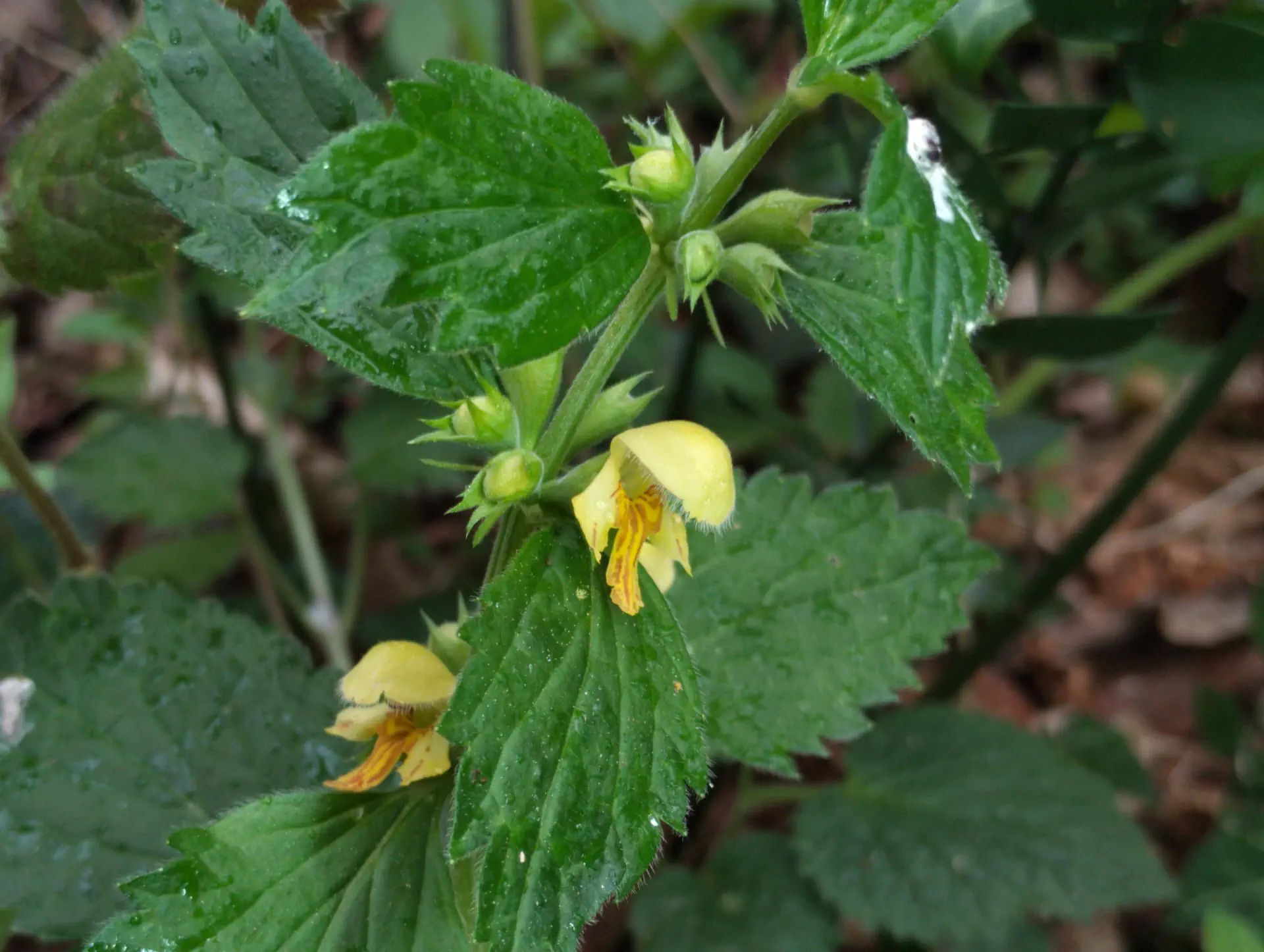 img/lamium-galeobdolon.webp