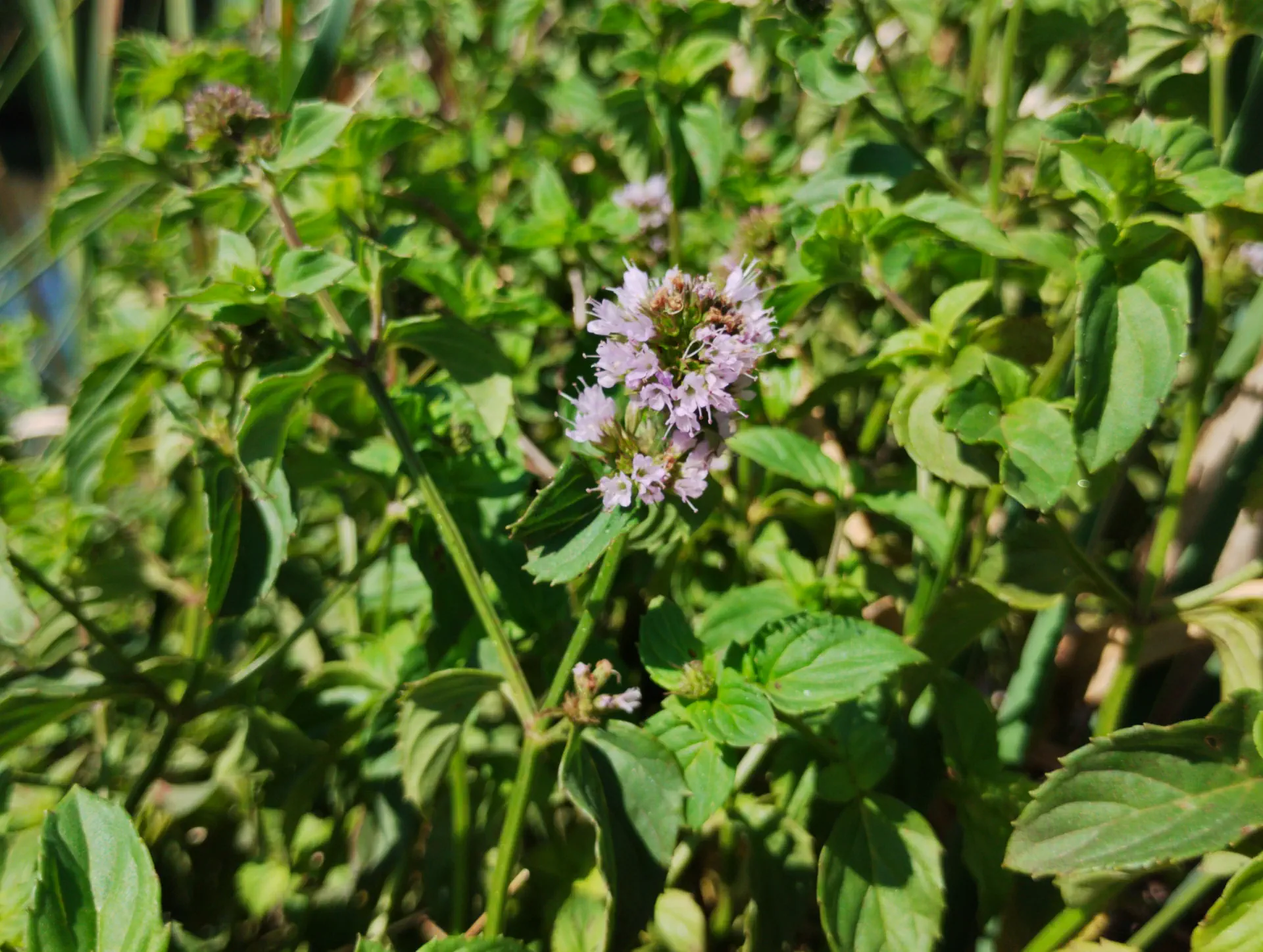 img/mentha-aquatica-citrata-2.webp