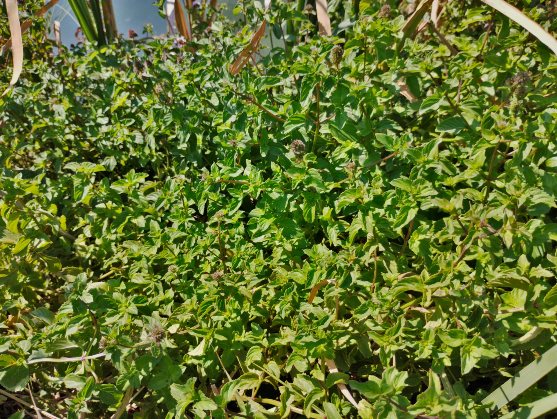 img/mentha-aquatica-citrata-3.webp