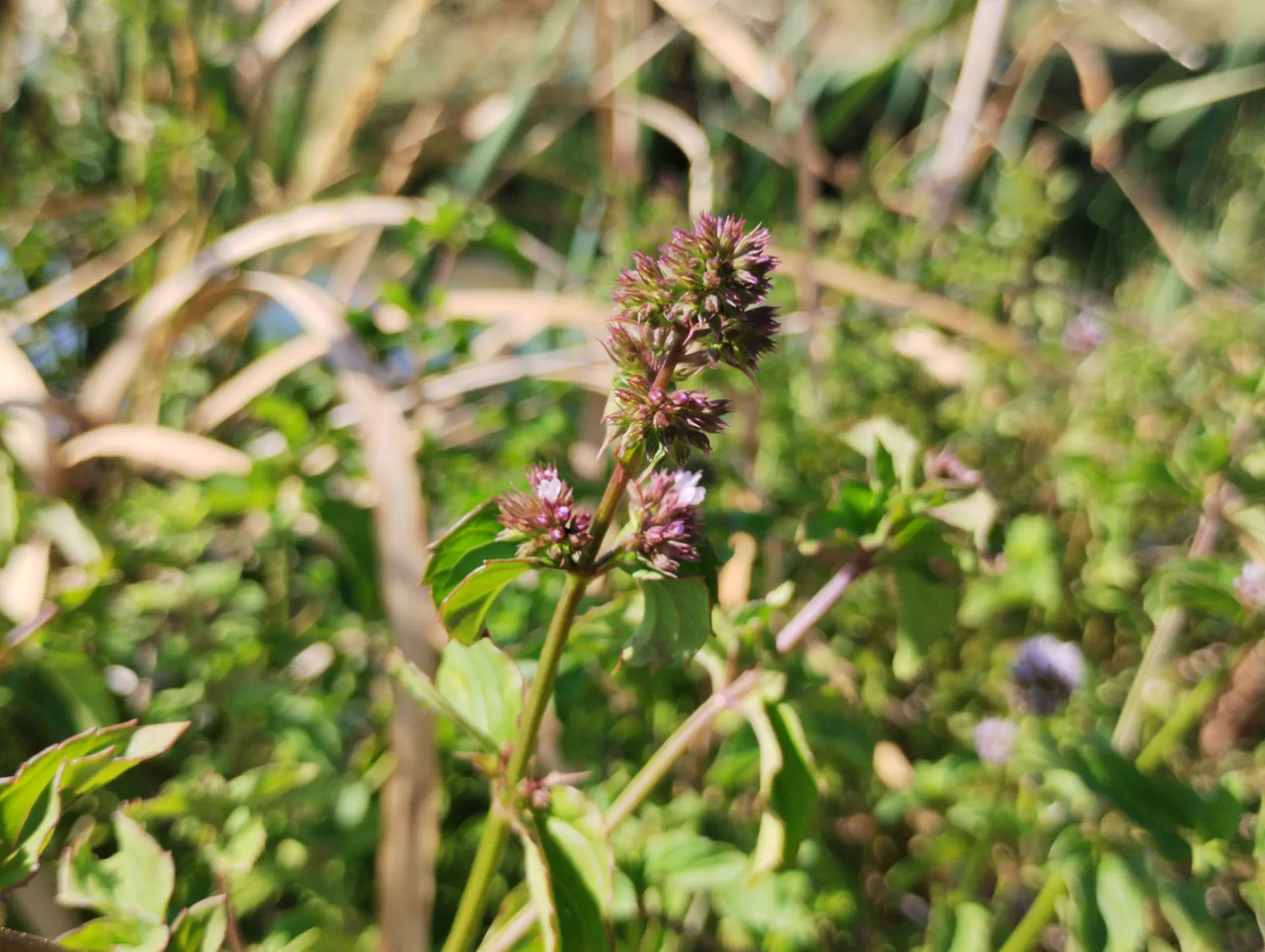 img/mentha-aquatica-citrata-4.webp