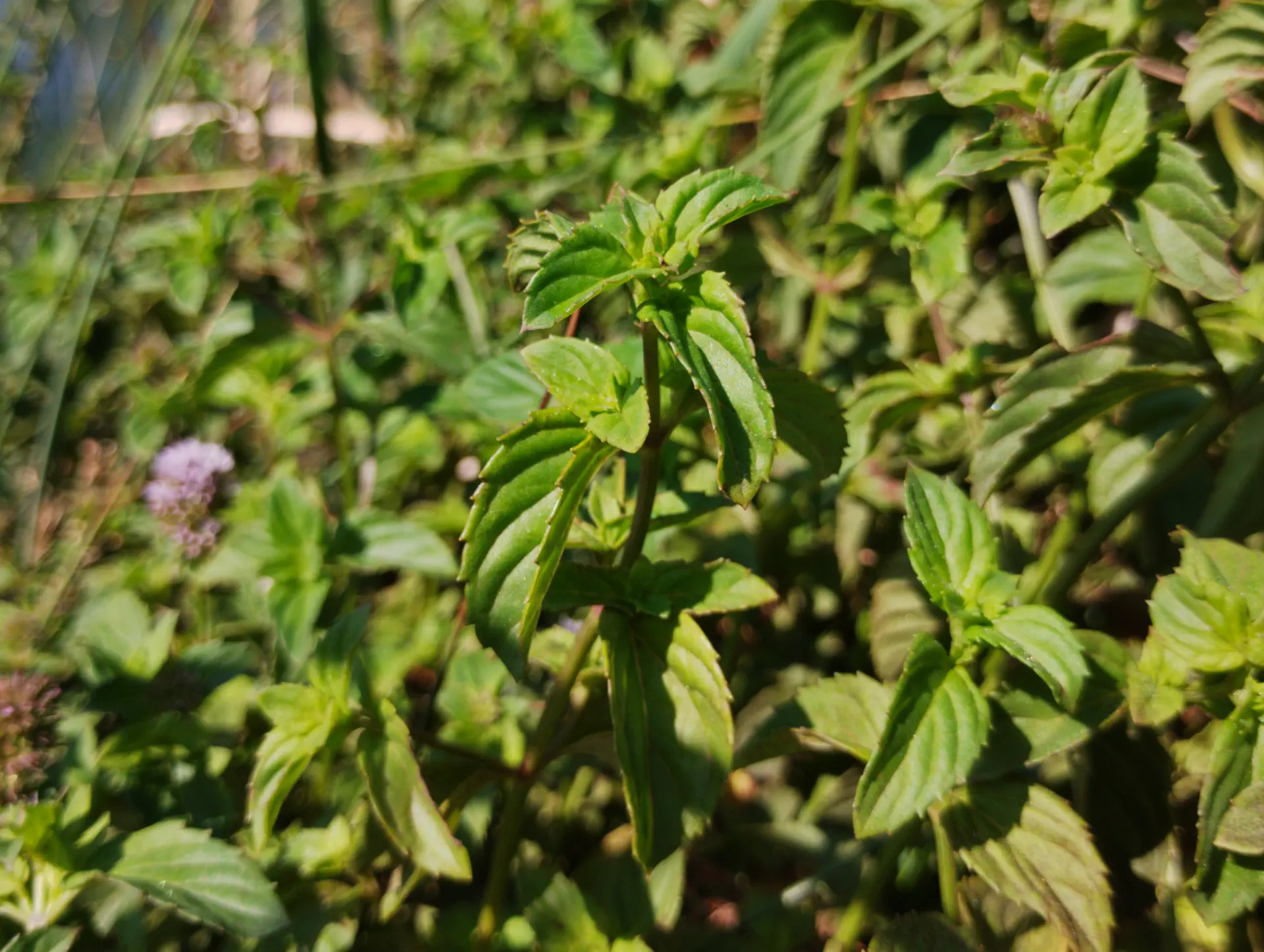 img/mentha-aquatica-citrata-5.webp