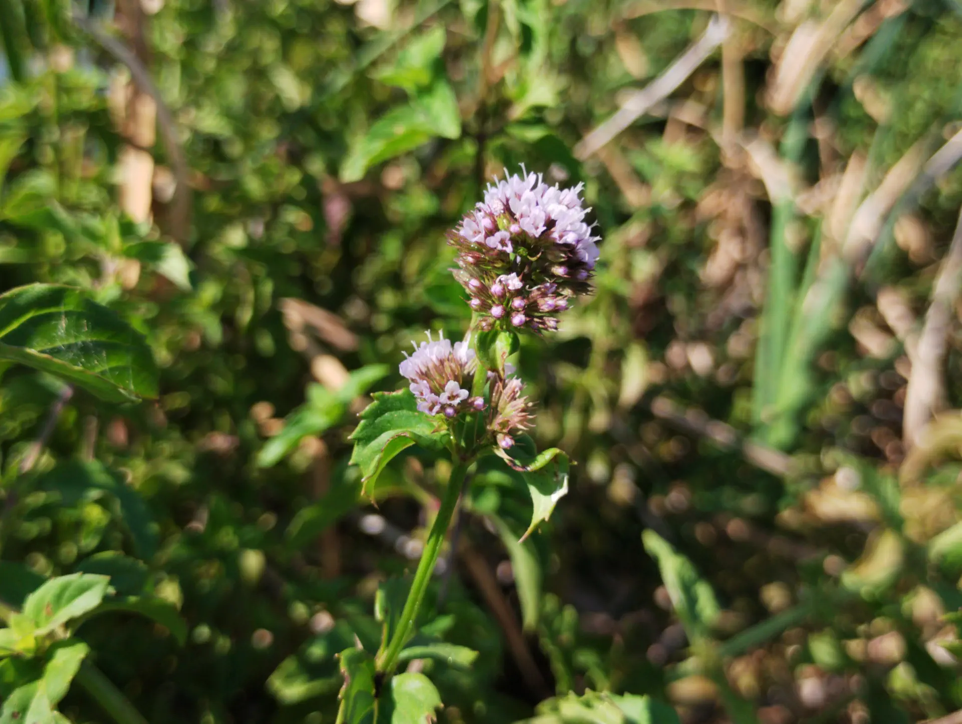 img/mentha-aquatica-citrata.webp