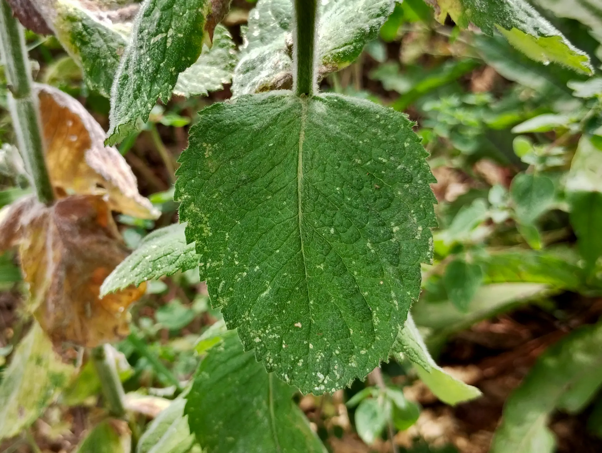 img/mentha-rotundifolia-2.webp