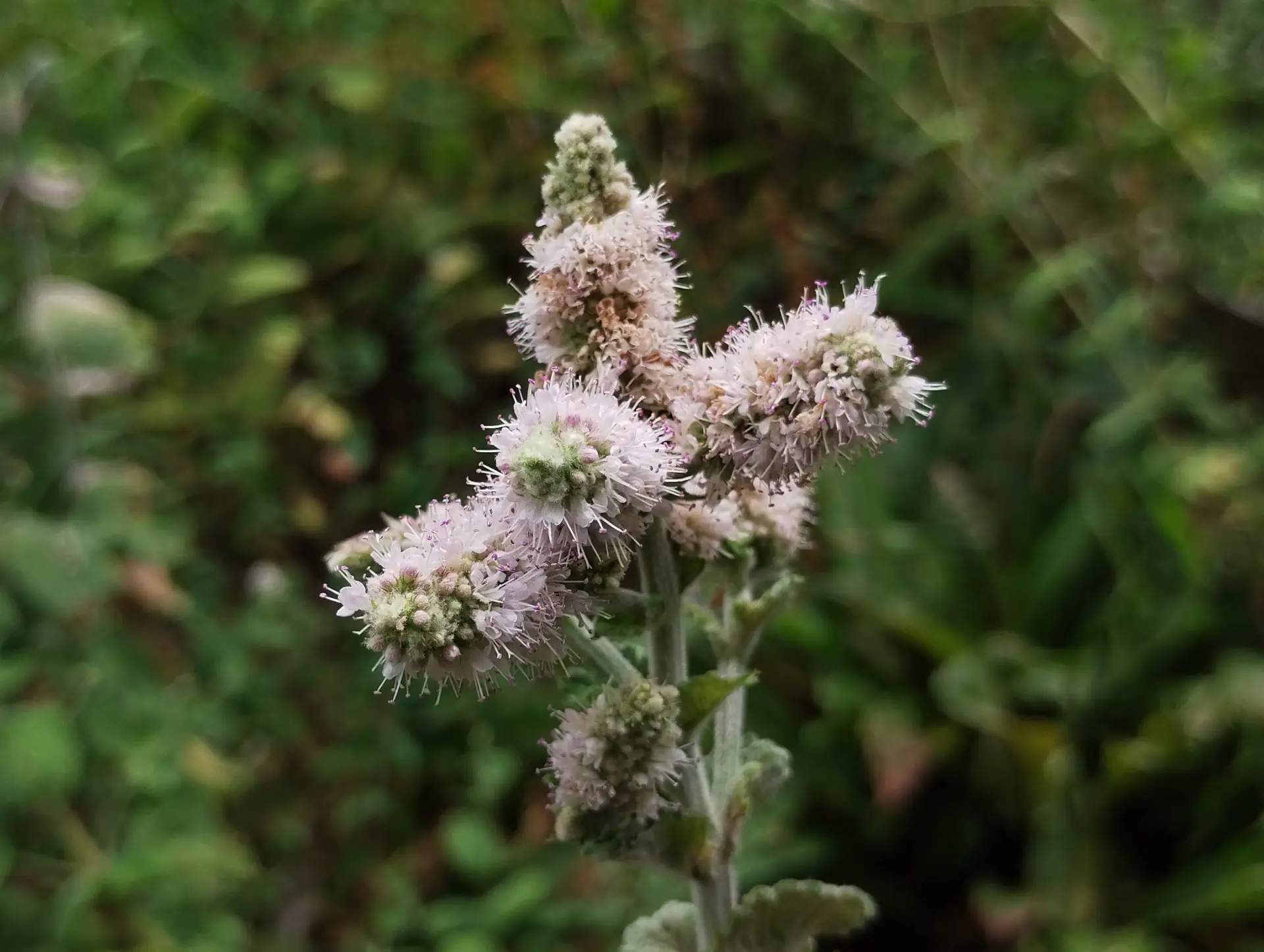 img/mentha-rotundifolia.webp