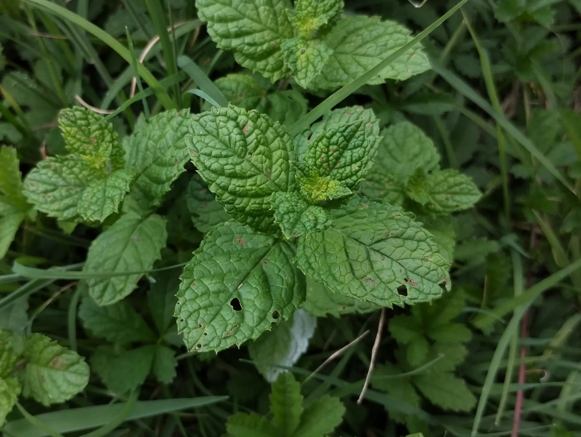 img/mentha-villosa.webp