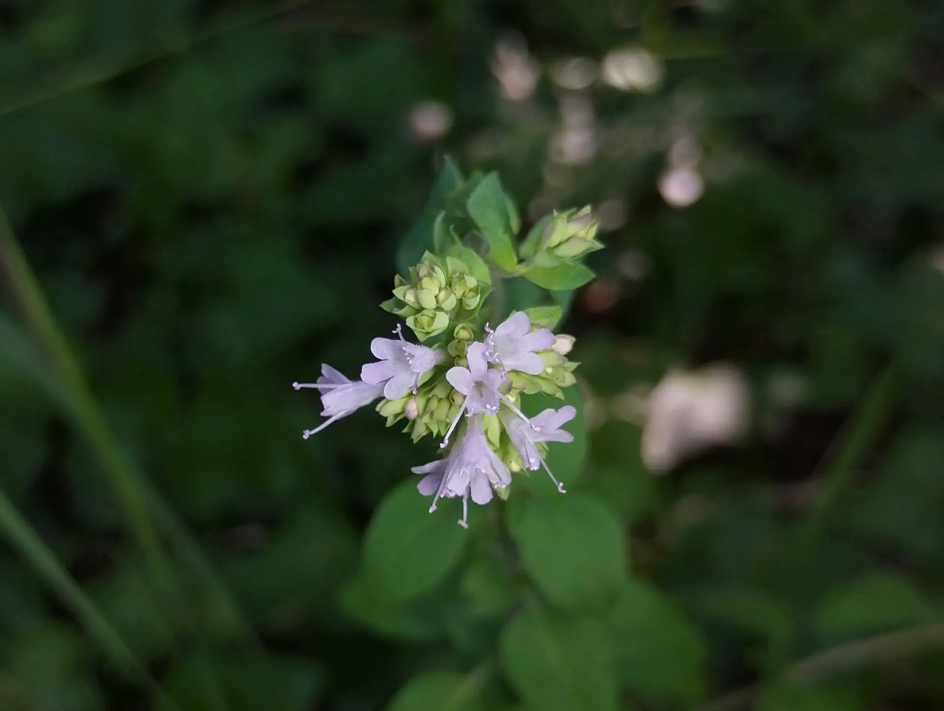 img/origanum-vulgare-viridulum-2.webp