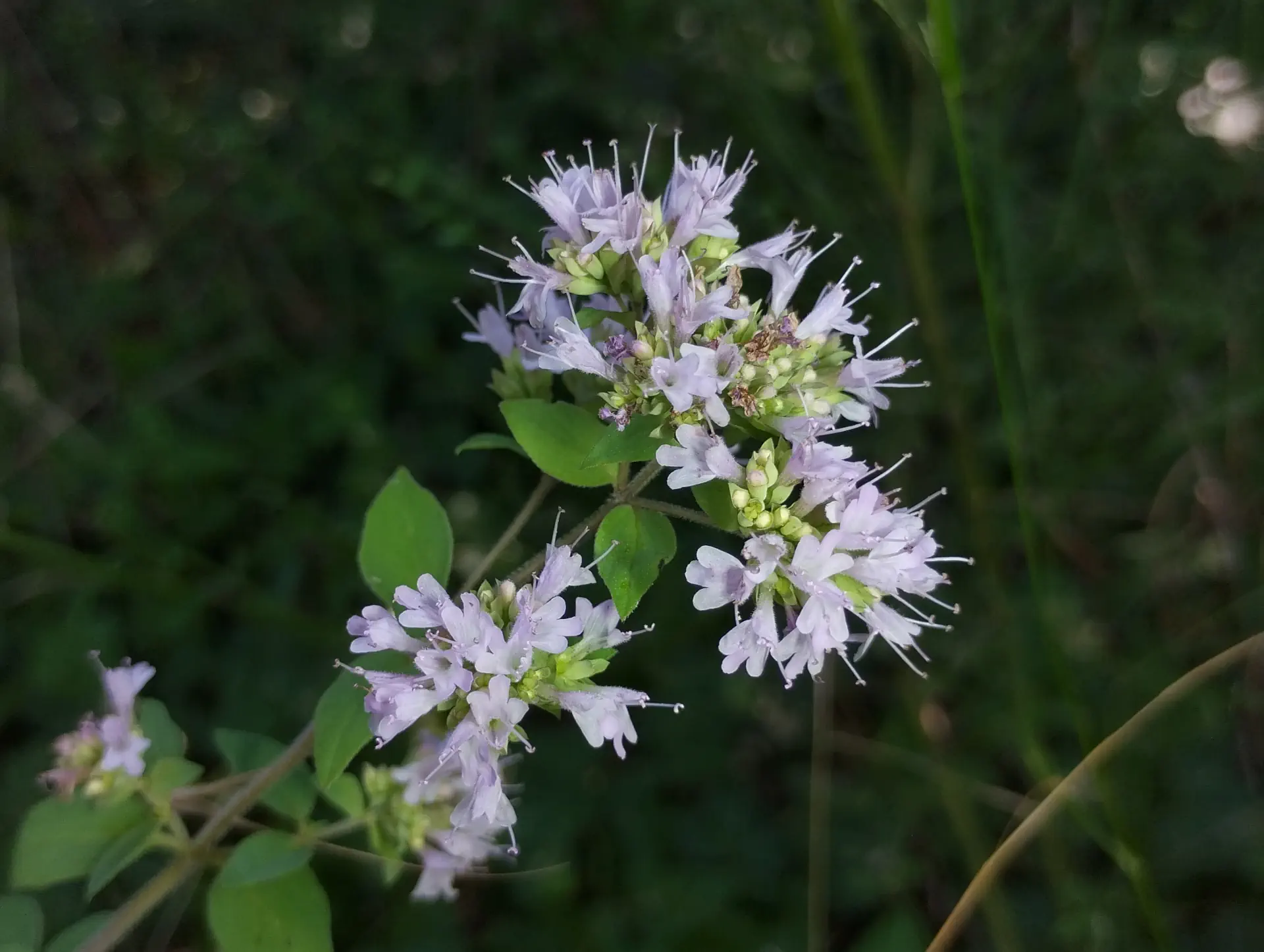 img/origanum-vulgare-viridulum-3.webp