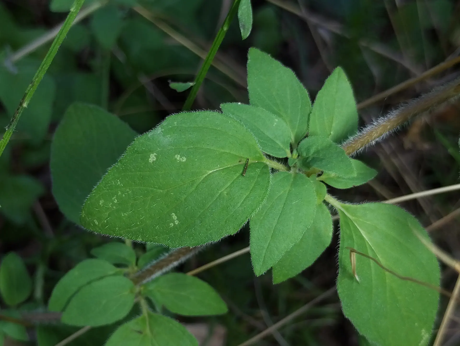 img/origanum-vulgare-viridulum-5.webp