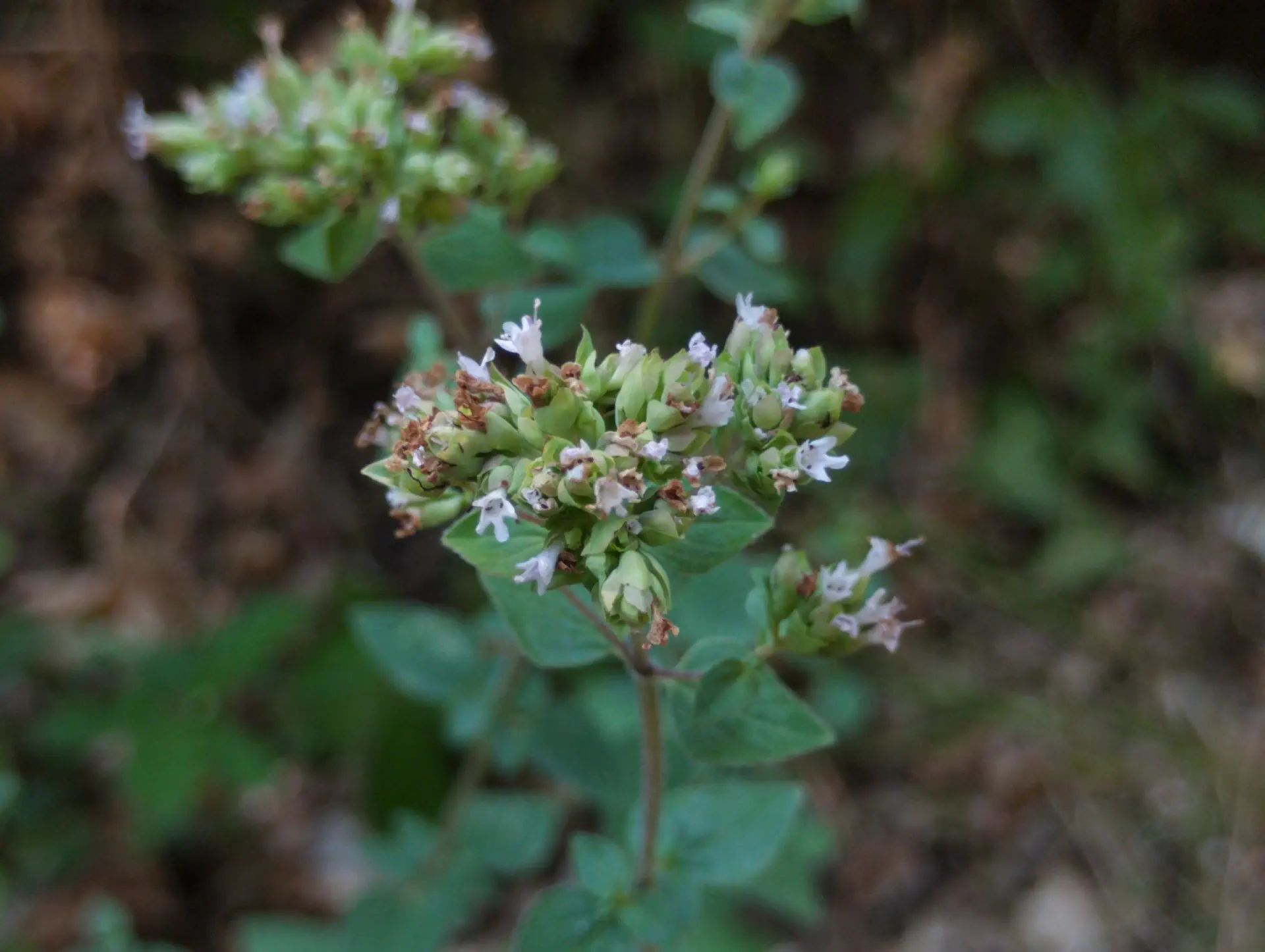 img/origanum-vulgare-viridulum-6.webp