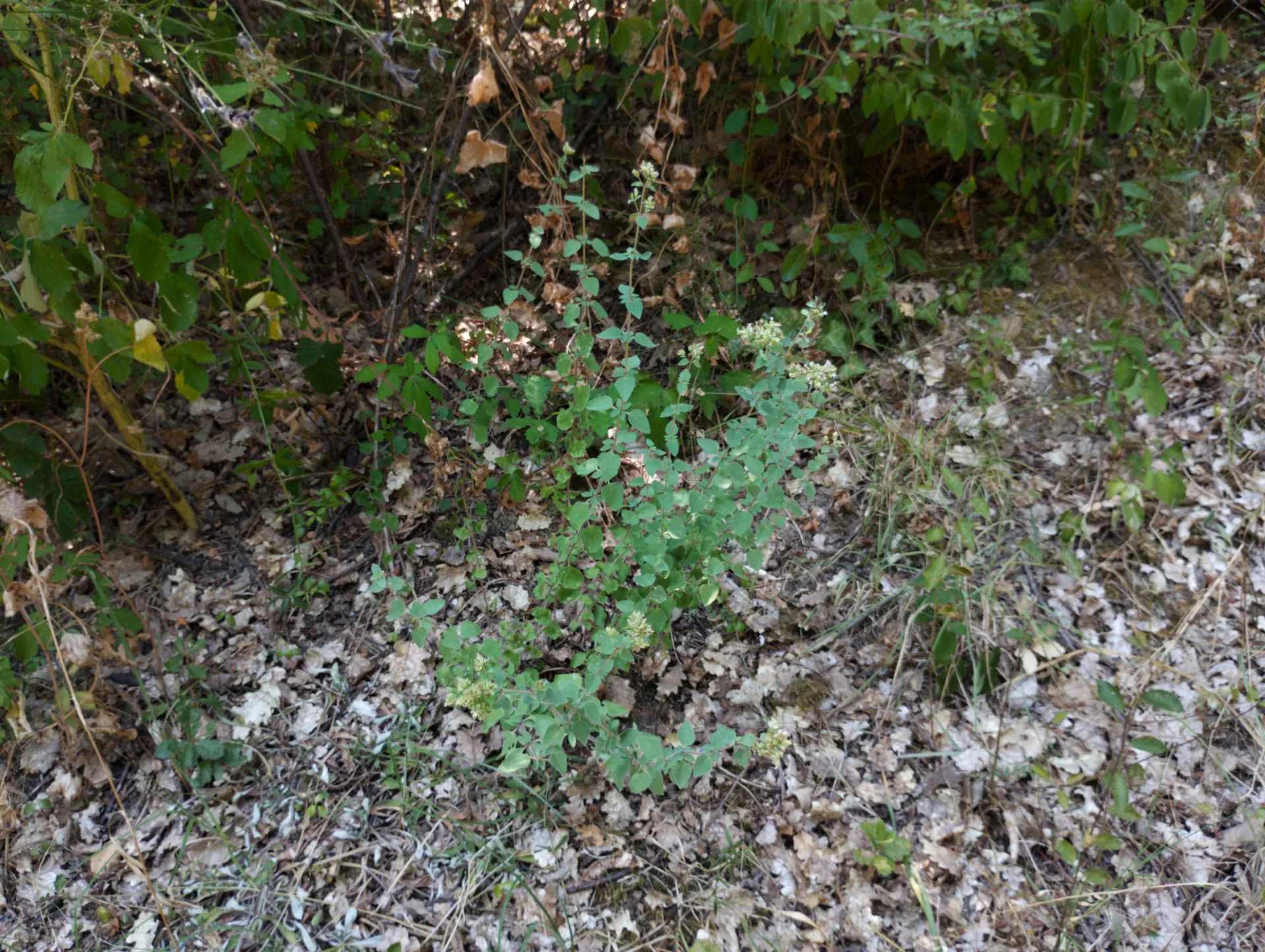 img/origanum-vulgare-viridulum-7.webp