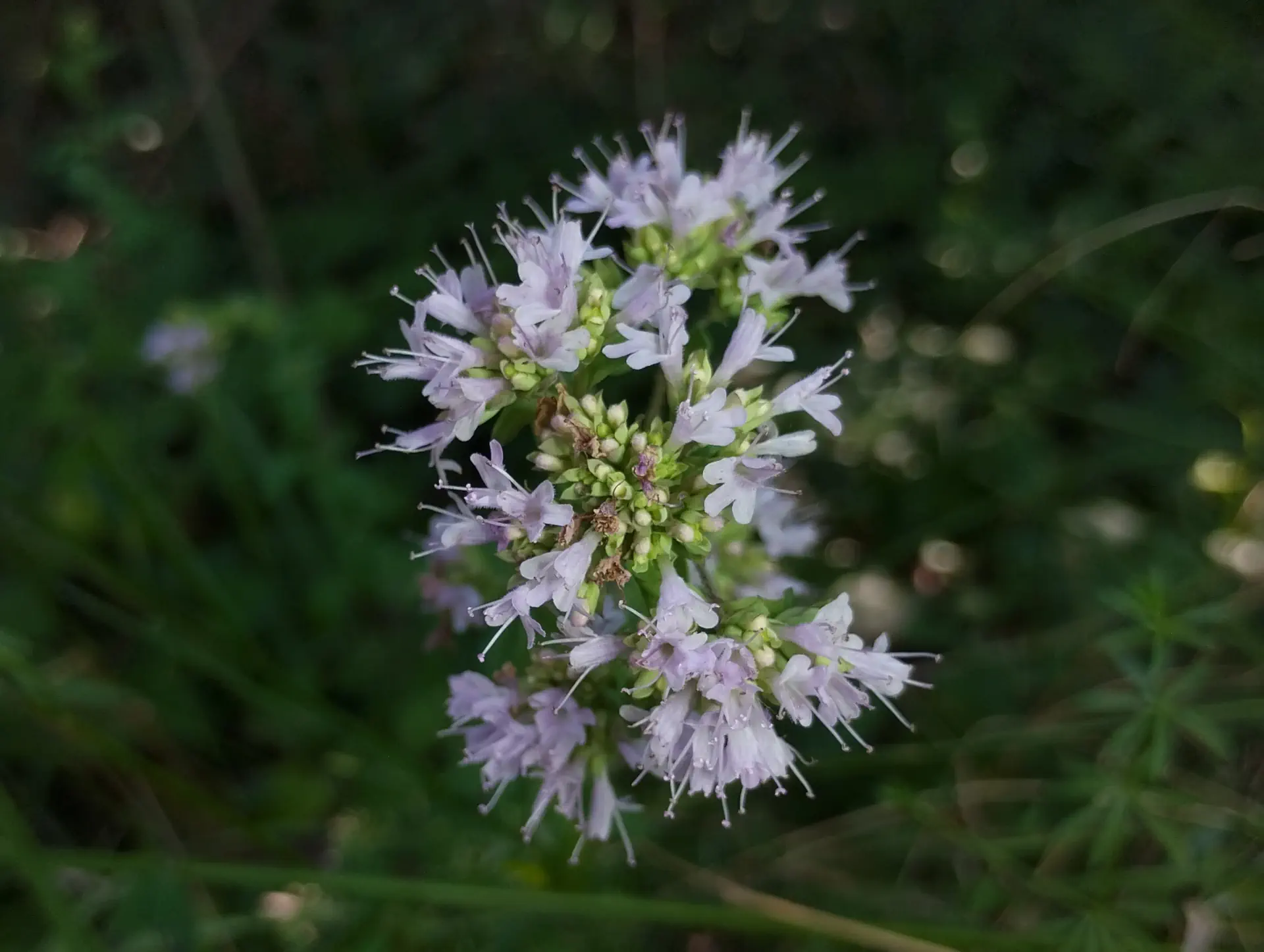 img/origanum-vulgare-viridulum.webp