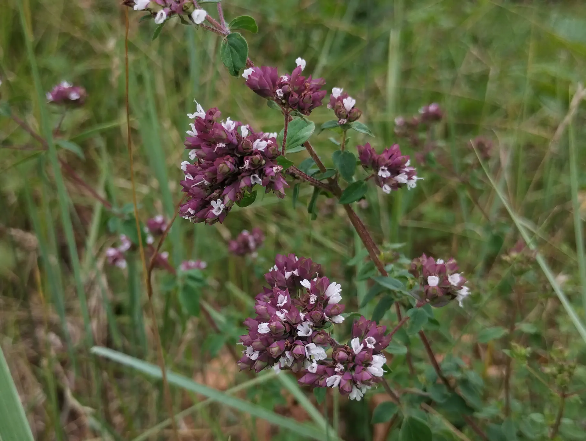 img/origanum-vulgare-vulgare-2.webp