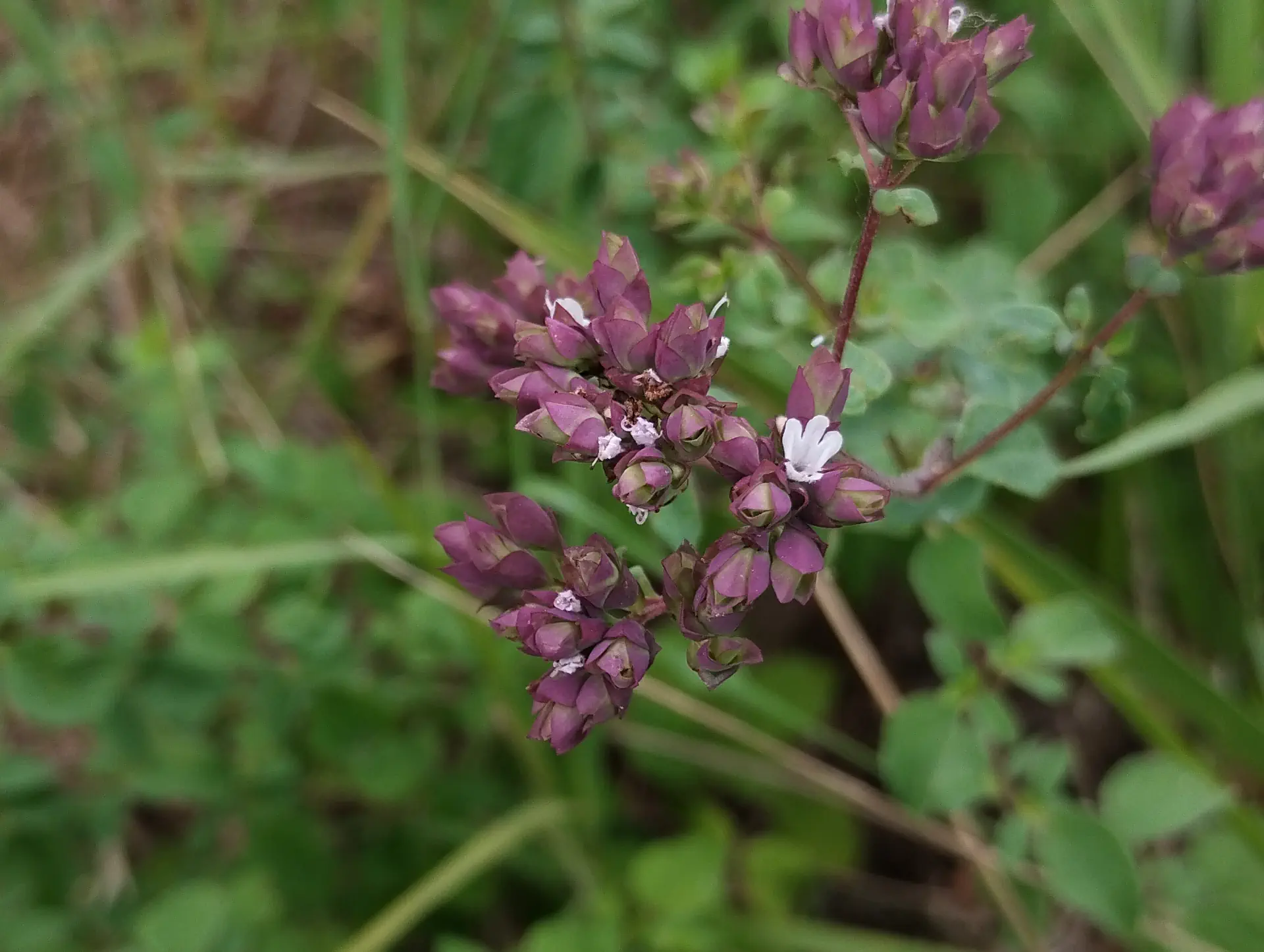 img/origanum-vulgare-vulgare-3.webp