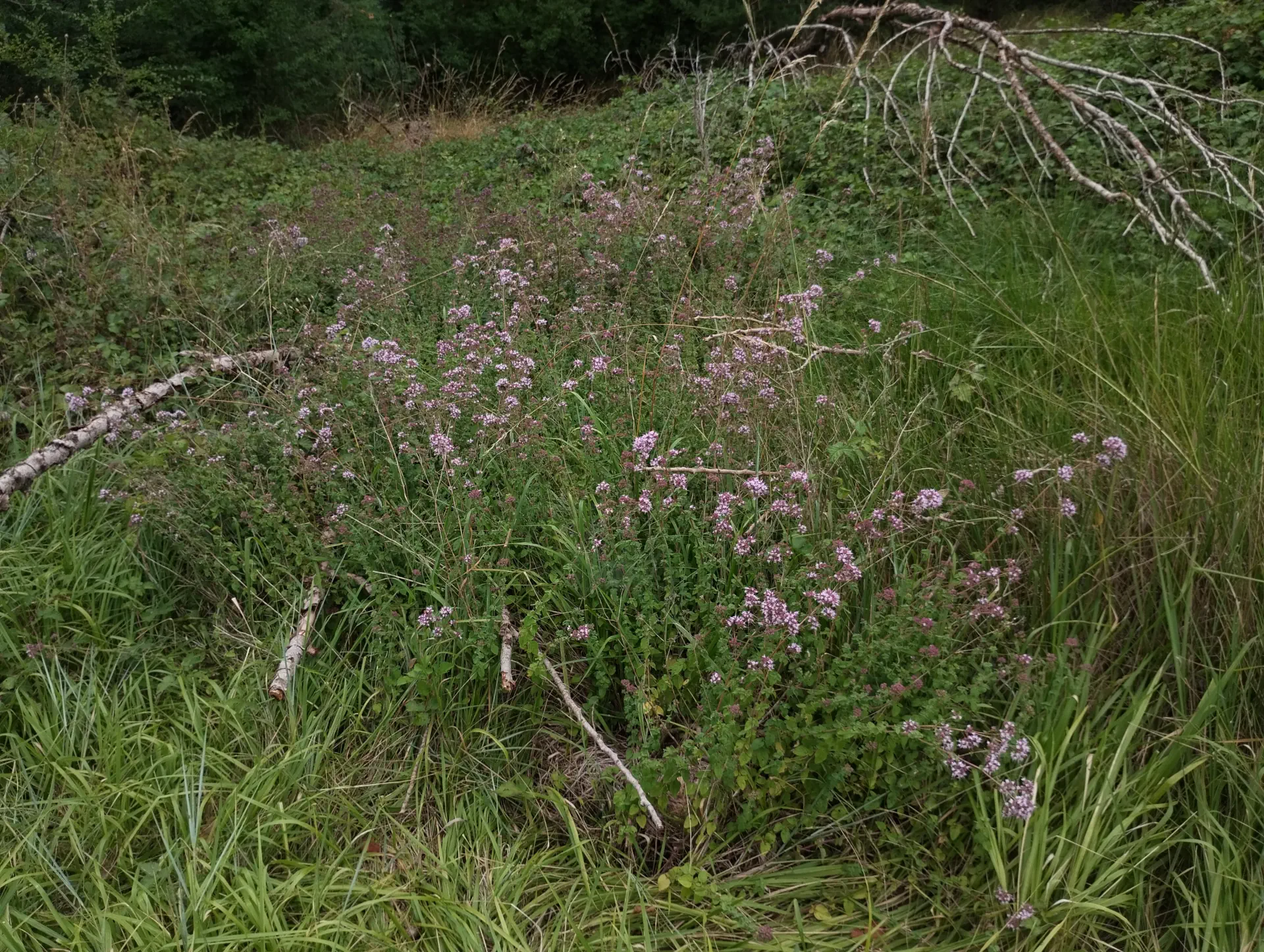 img/origanum-vulgare-vulgare-4.webp