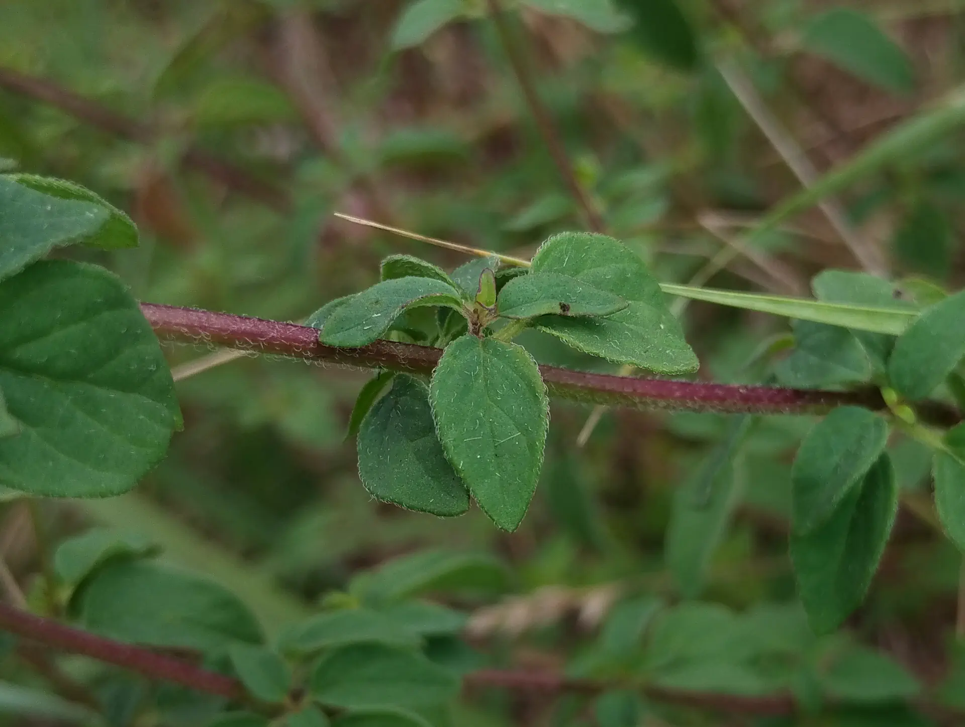 img/origanum-vulgare-vulgare-5.webp