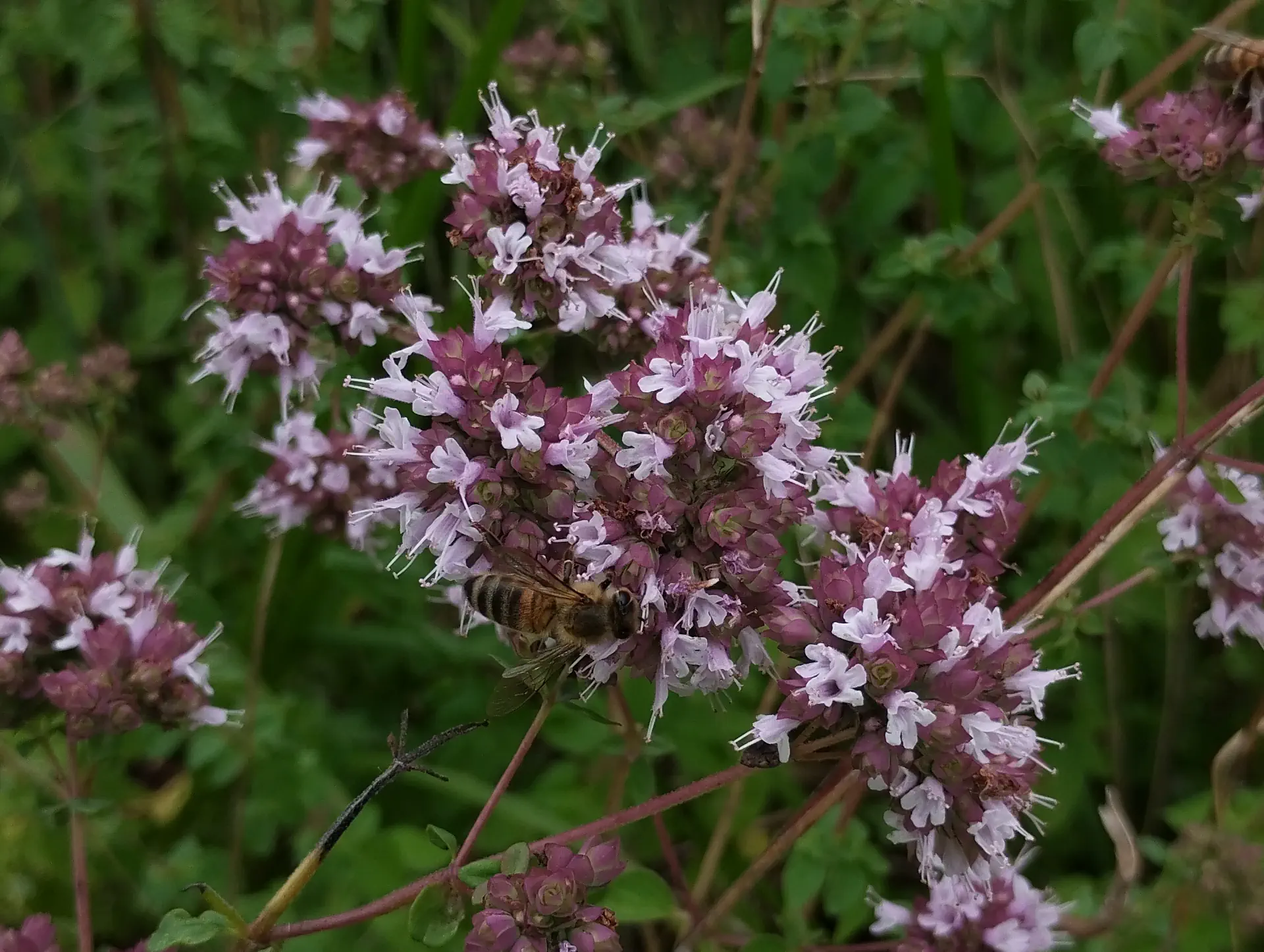 img/origanum-vulgare-vulgare.webp