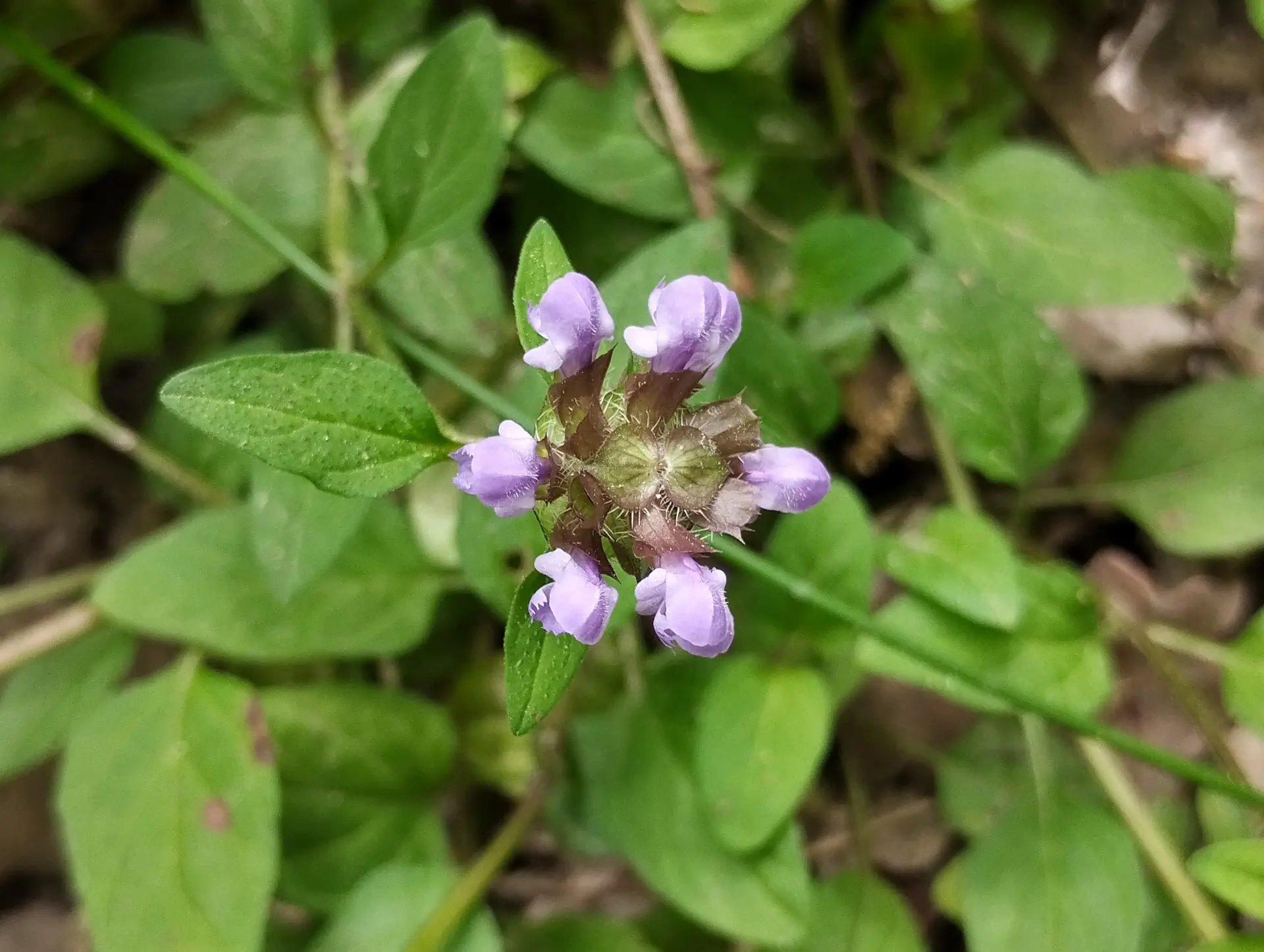 img/prunella-vulgaris-2.webp