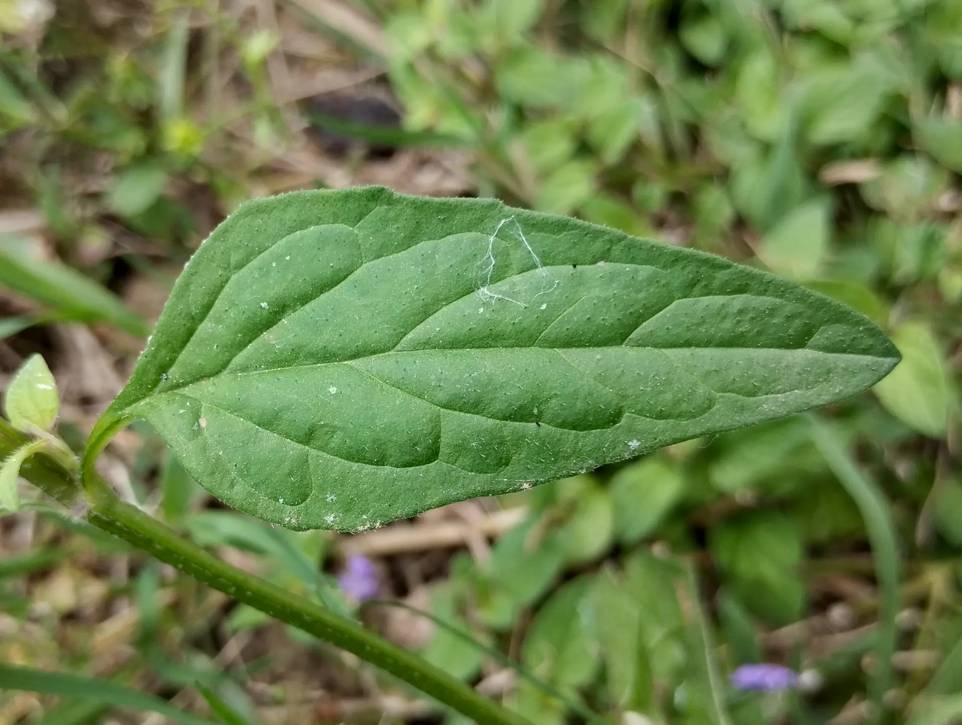 img/prunella-vulgaris-3.webp