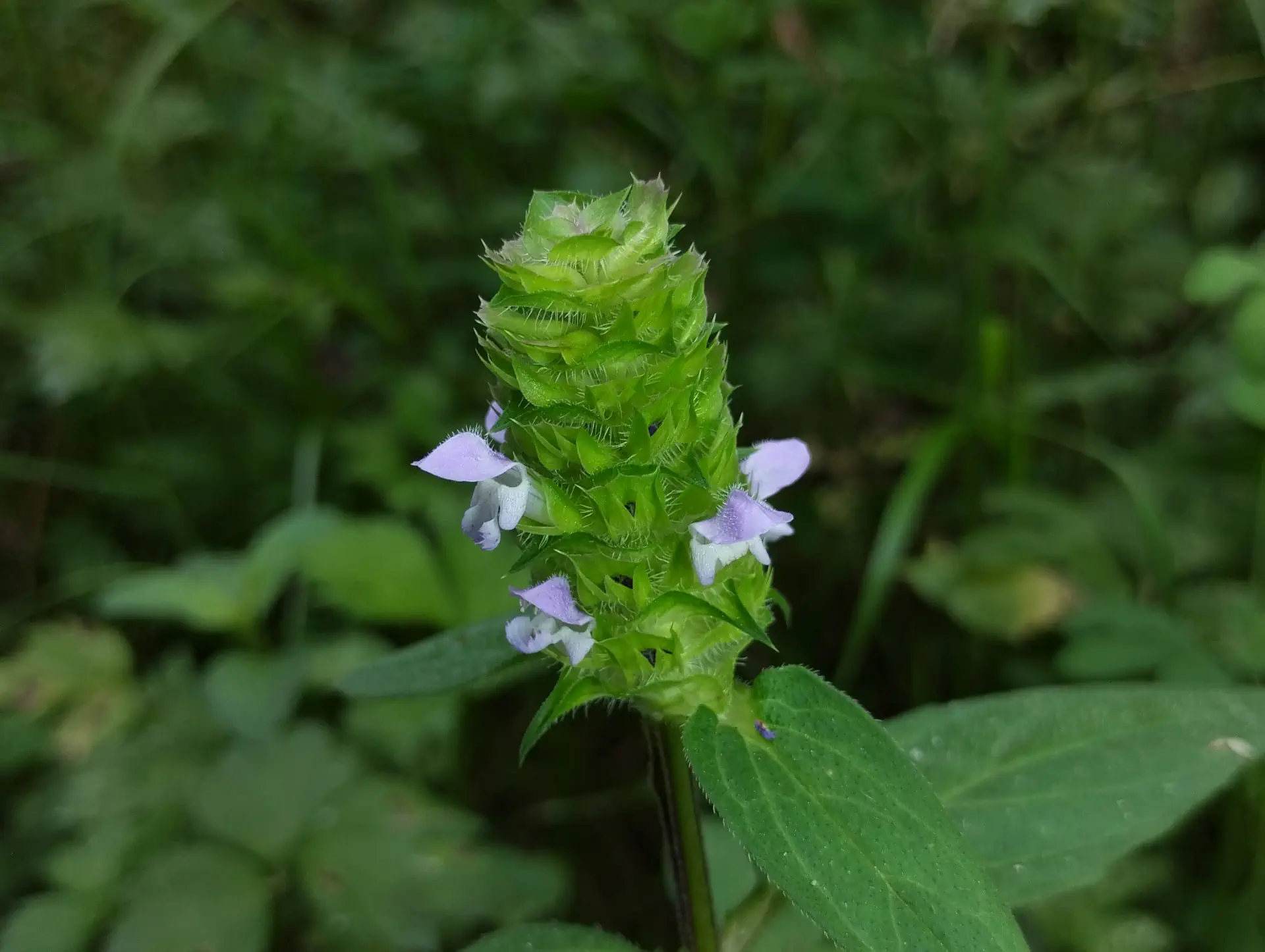 img/prunella-vulgaris-4.webp