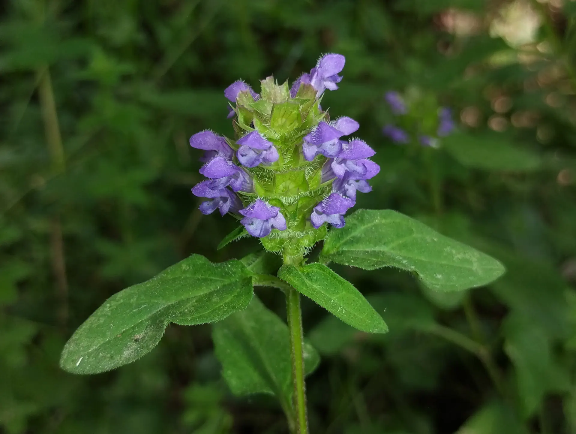 img/prunella-vulgaris-5.webp