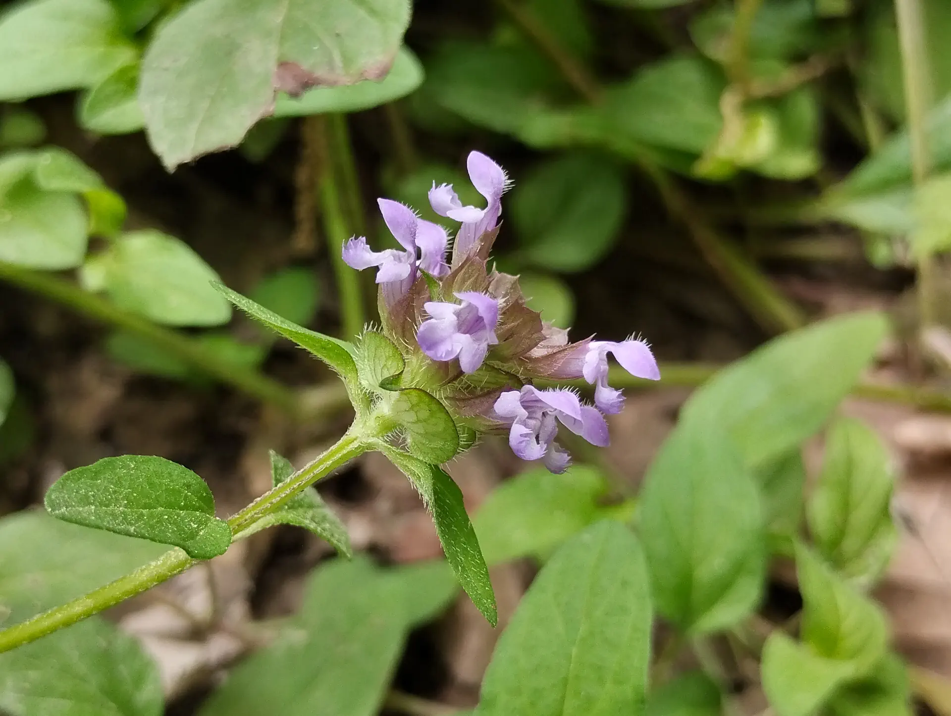 img/prunella-vulgaris.webp
