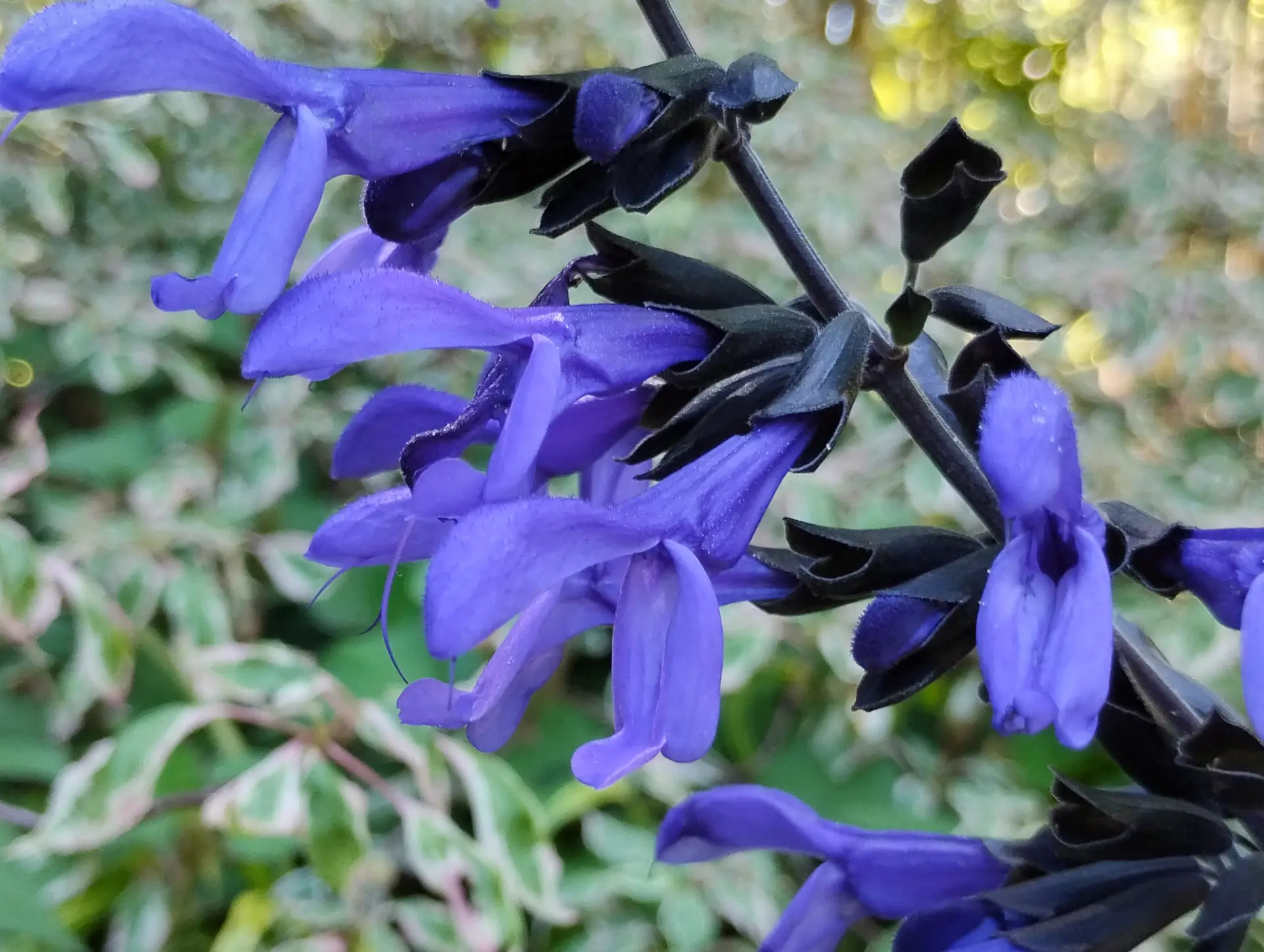 img/salvia-guaranitica.webp