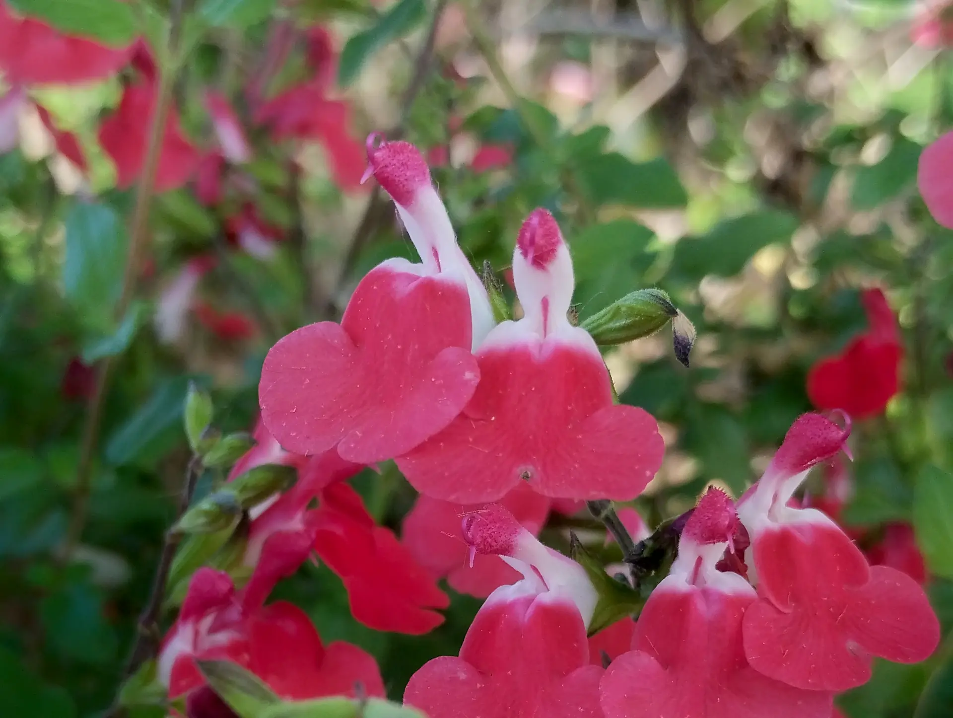 img/salvia-microphylla-2.webp