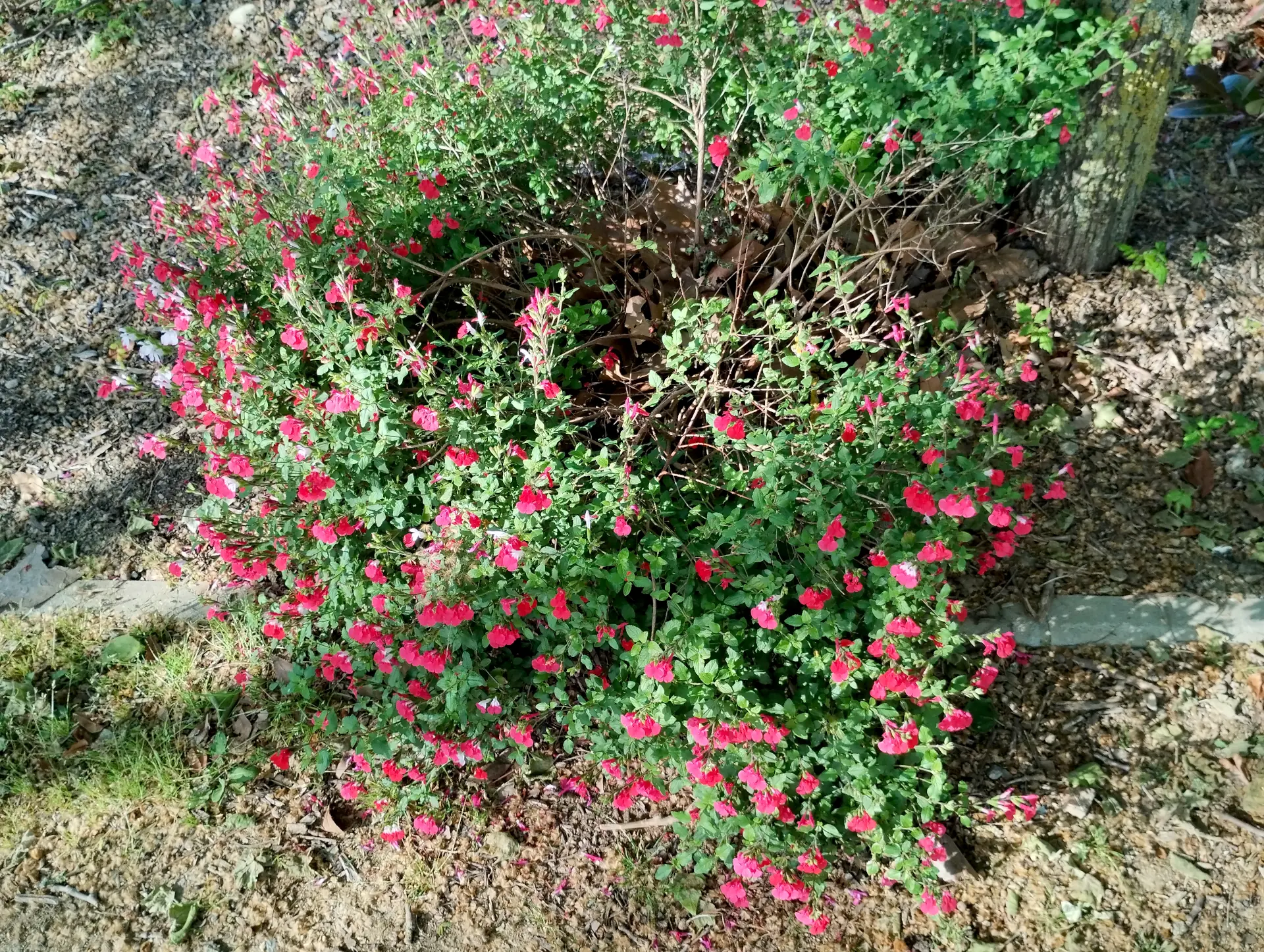 img/salvia-microphylla-3.webp