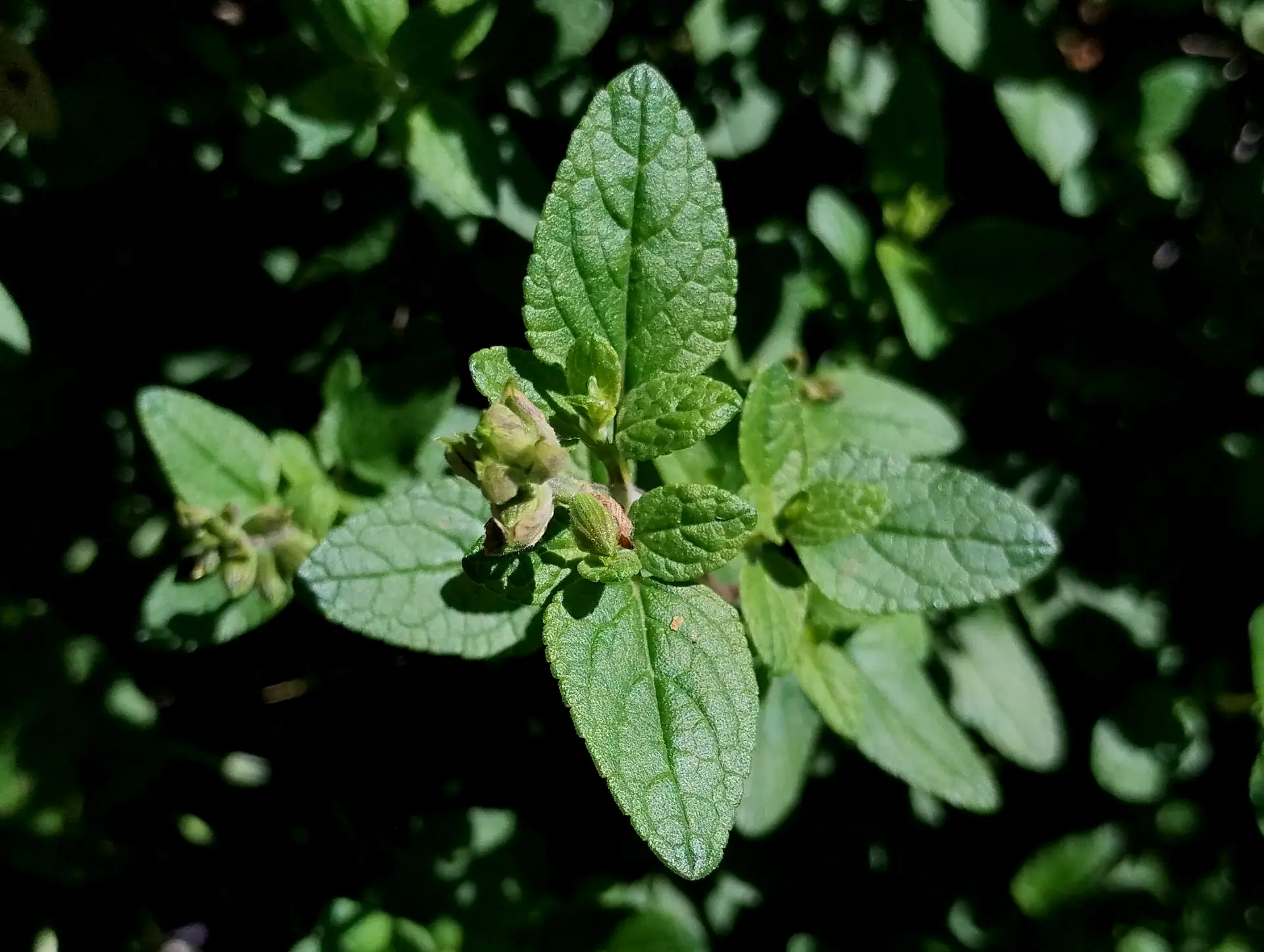 img/salvia-microphylla-4.webp