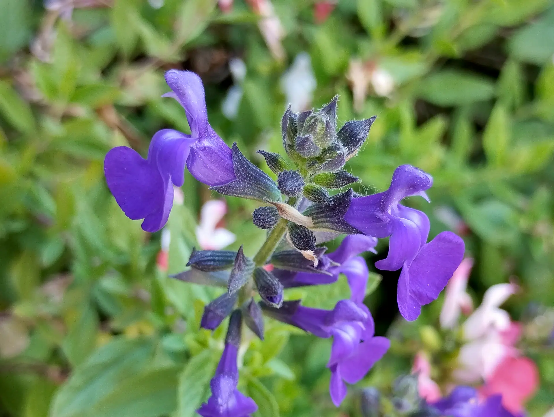 img/salvia-microphylla-5.webp