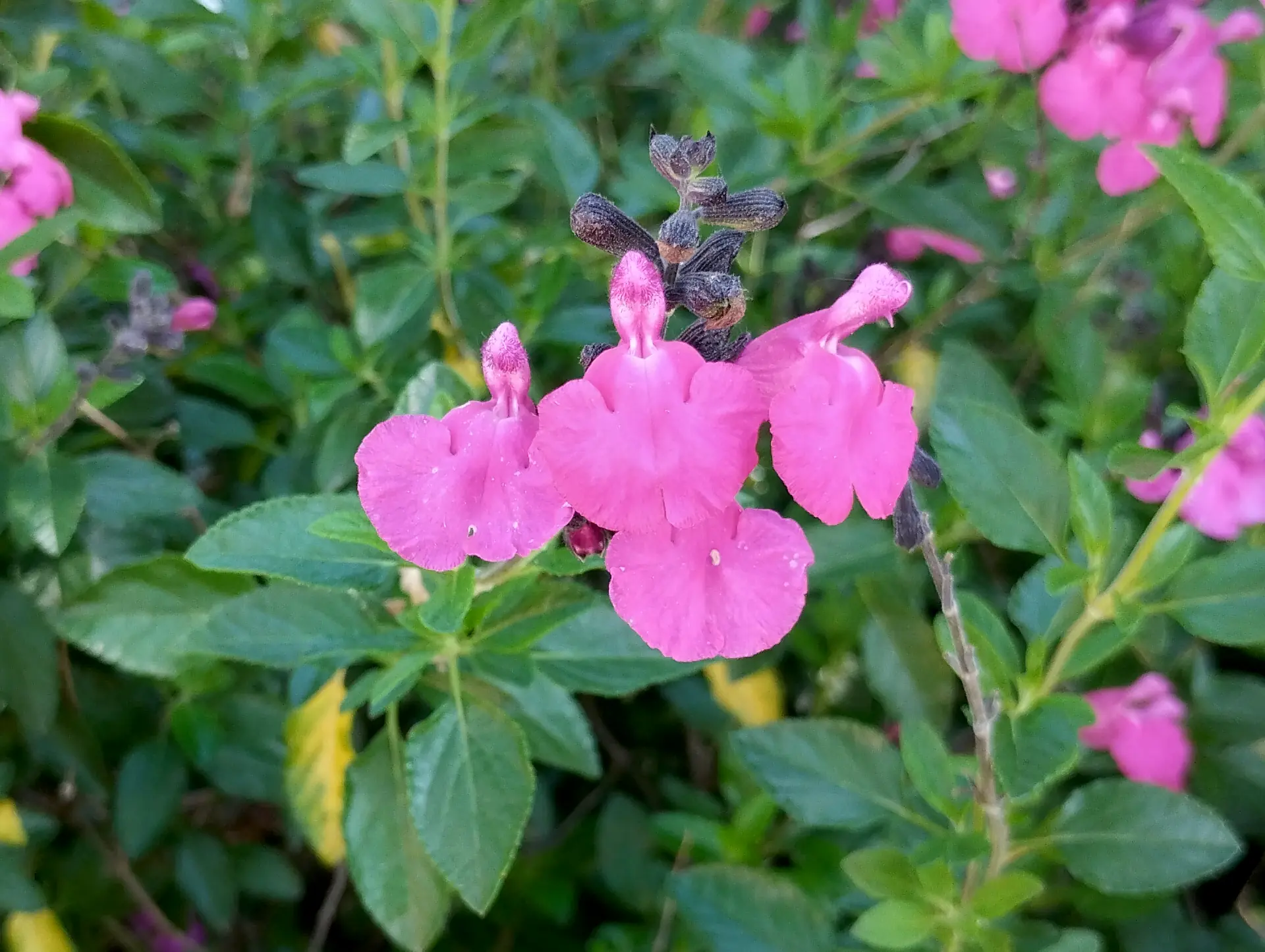 img/salvia-microphylla-6.webp