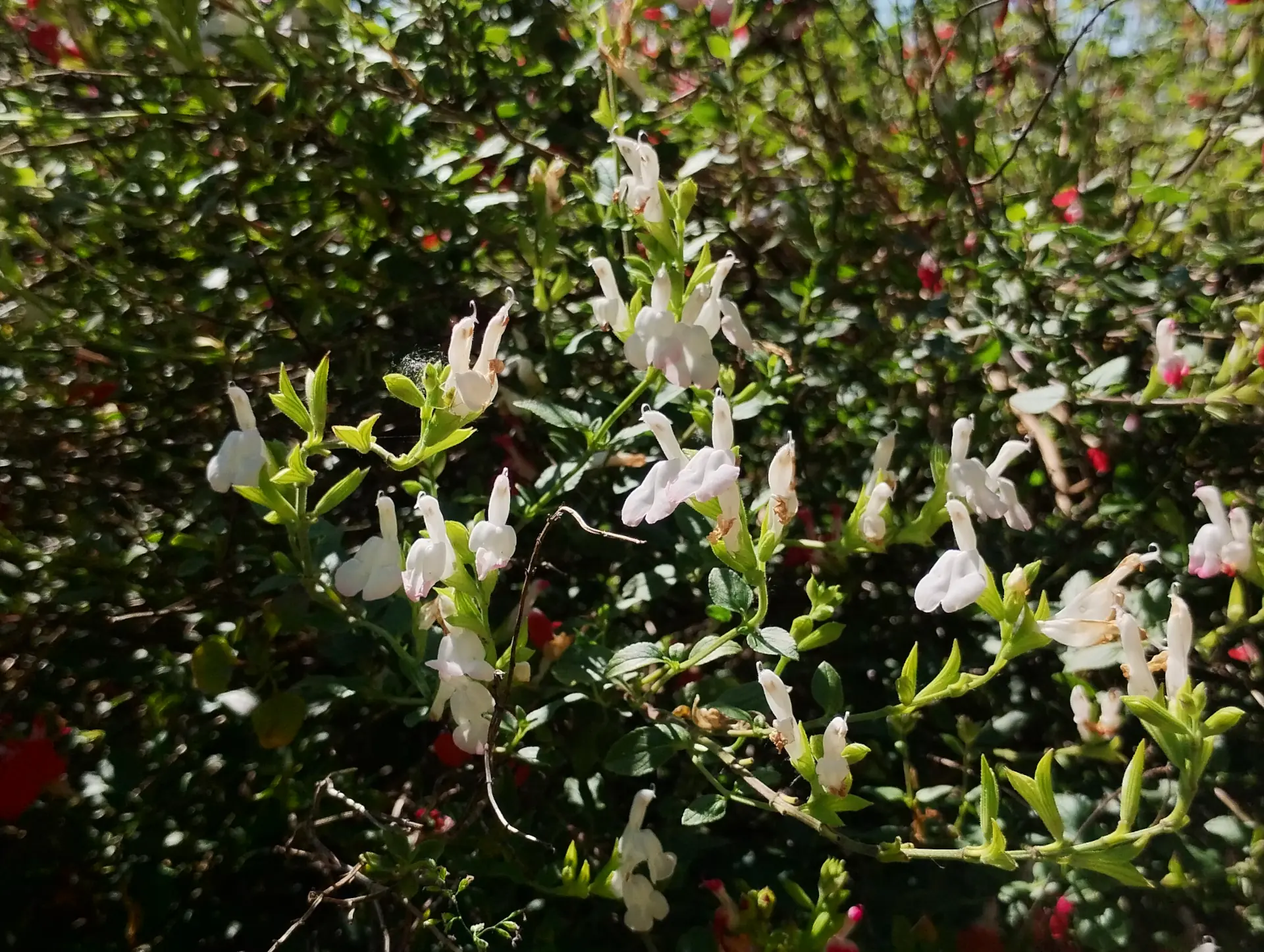 img/salvia-microphylla-7.webp