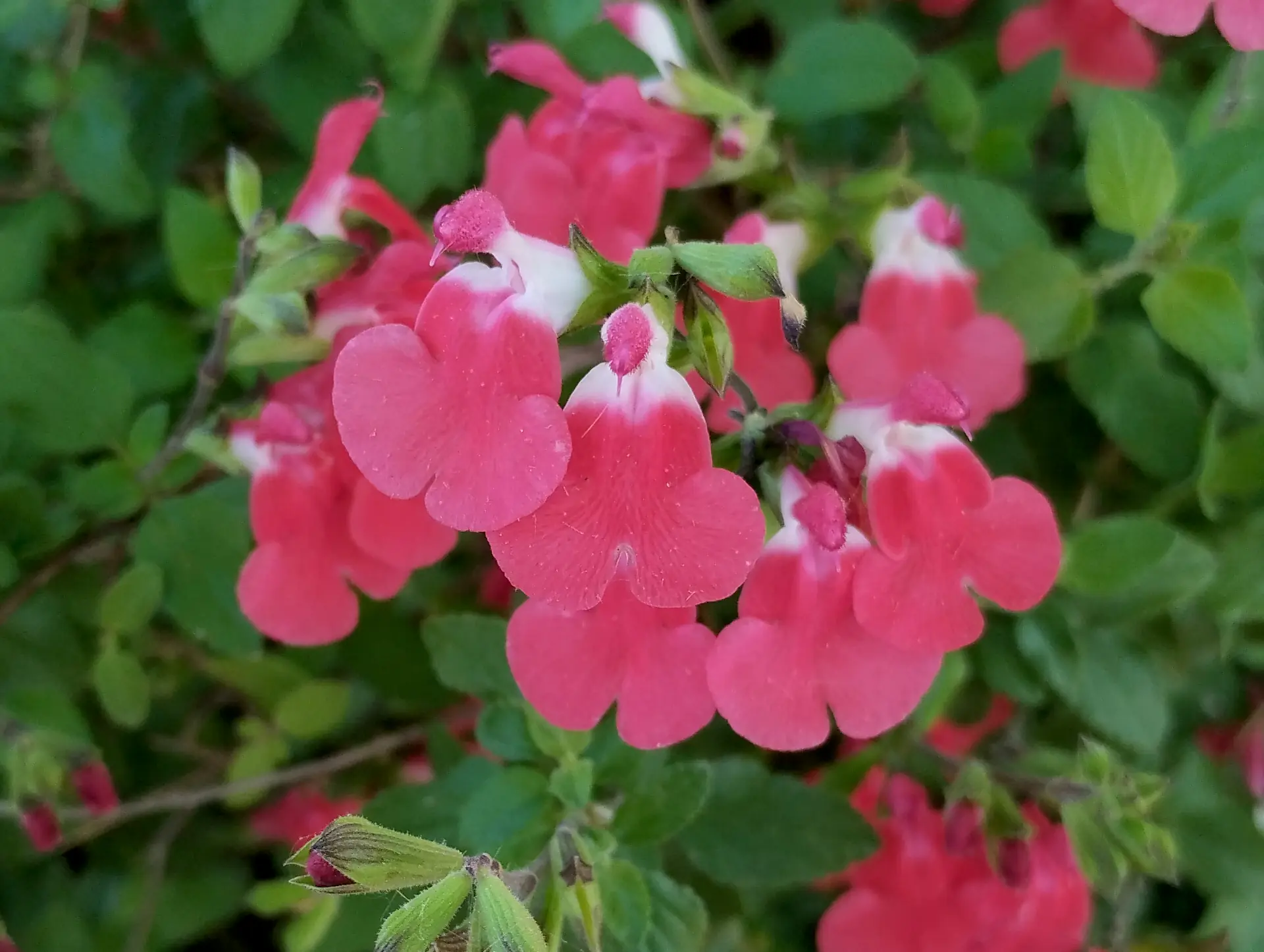 img/salvia-microphylla.webp