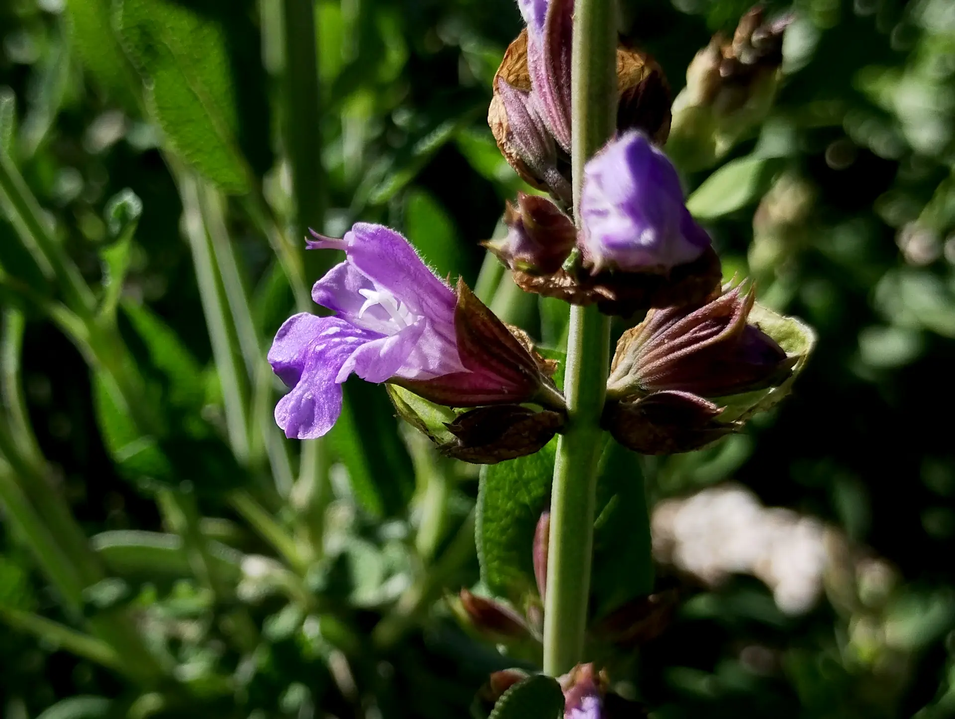 img/salvia-officinalis-2.webp