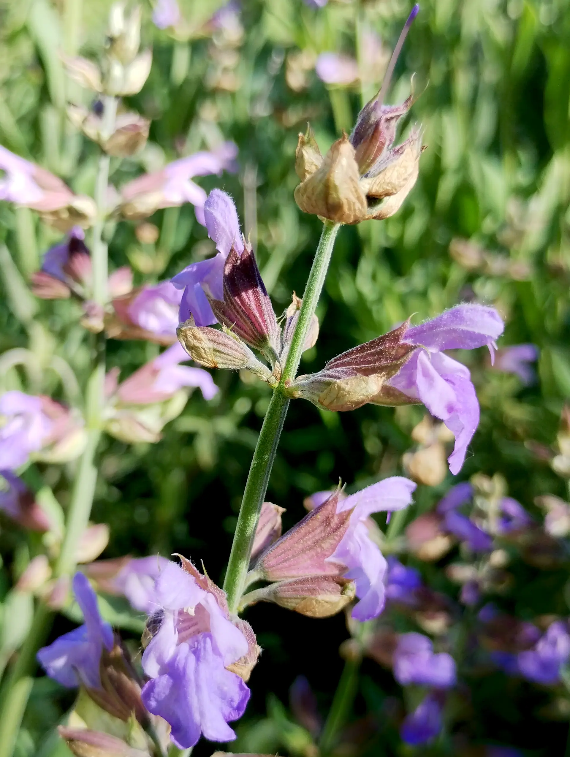 img/salvia-officinalis-3.webp