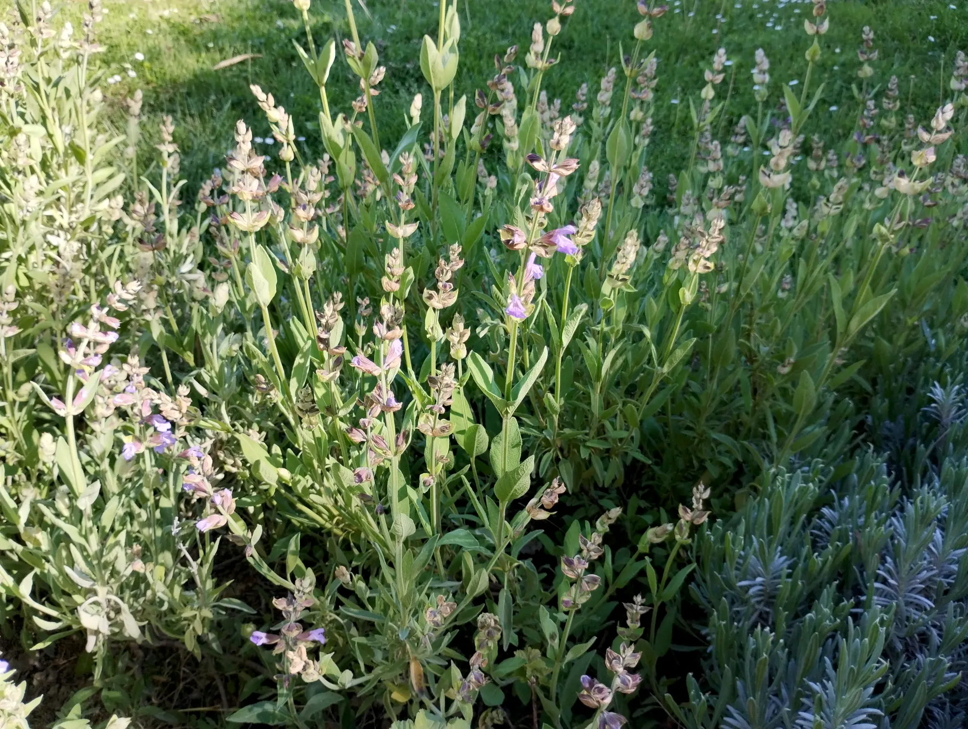 img/salvia-officinalis-4.webp