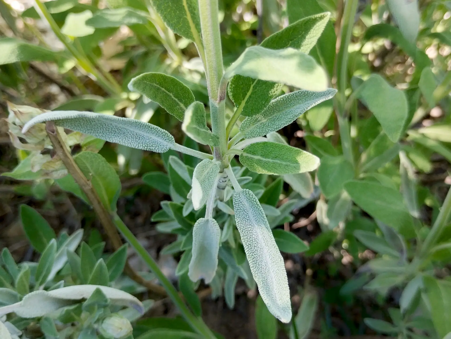img/salvia-officinalis-5.webp