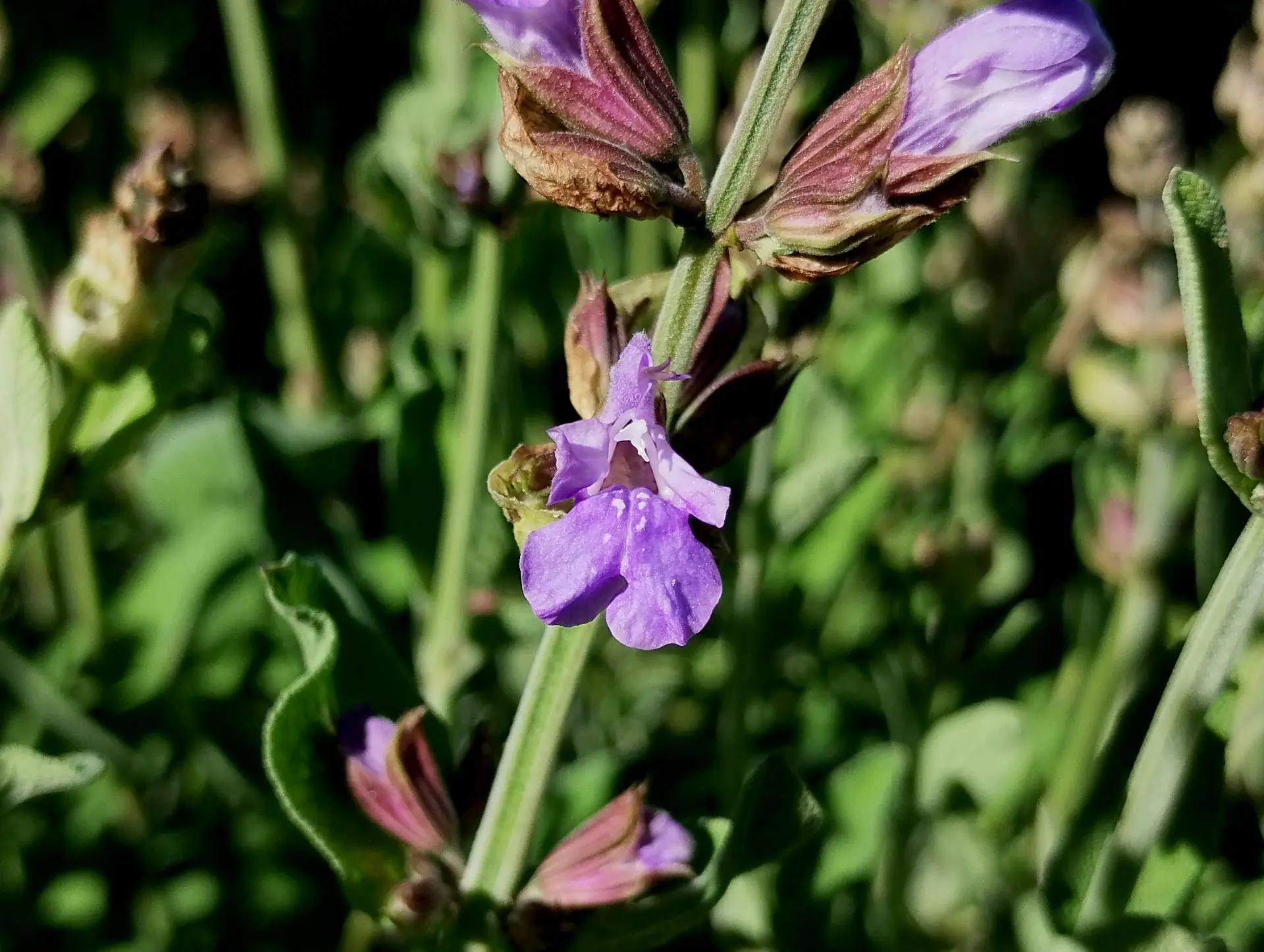 img/salvia-officinalis.webp